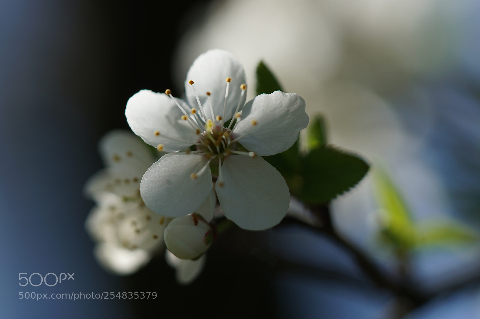 Sony a6000 sample photo. In the shadow photography