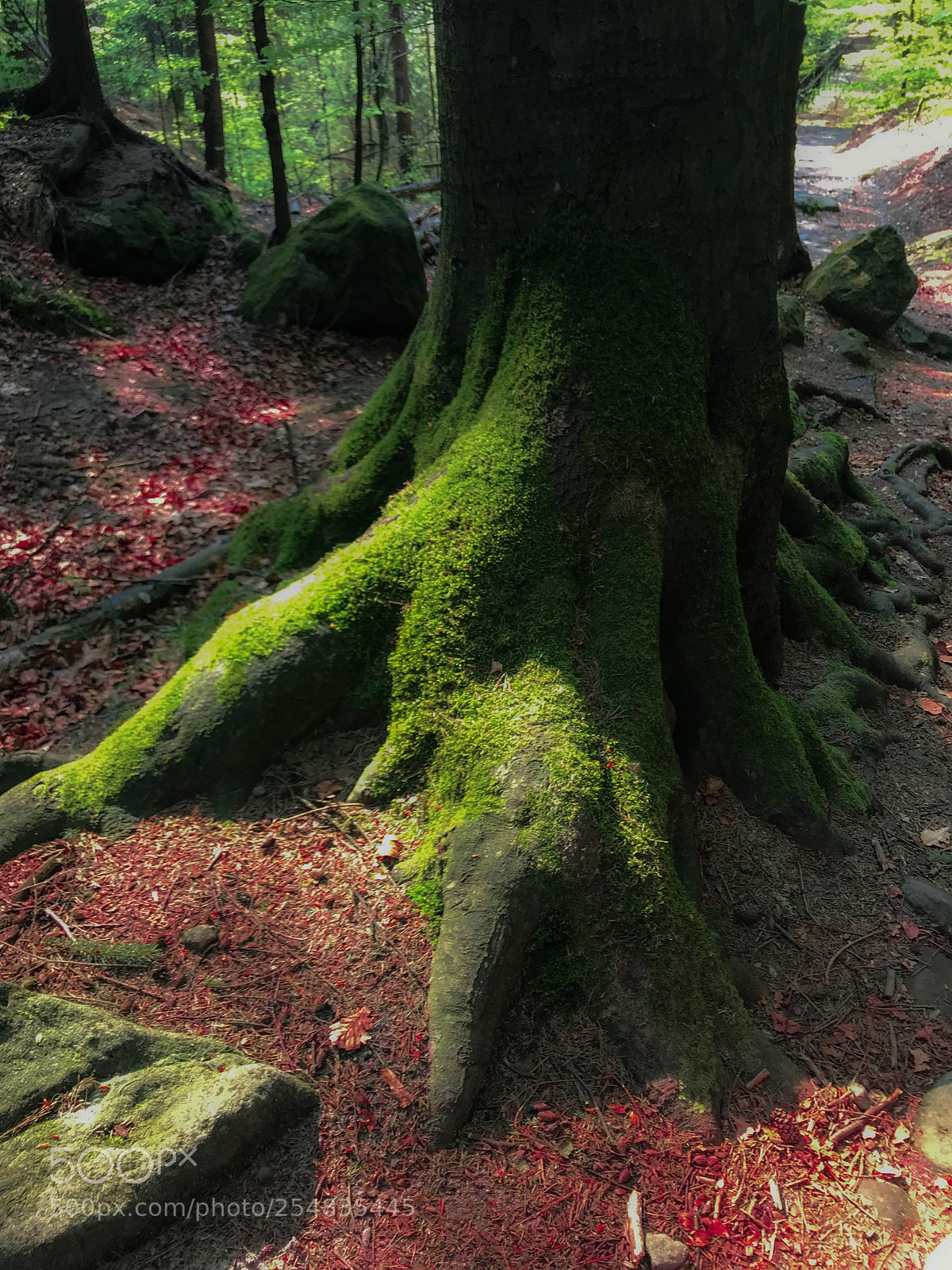 Apple iPhone 7 sample photo. Roots 2 photography