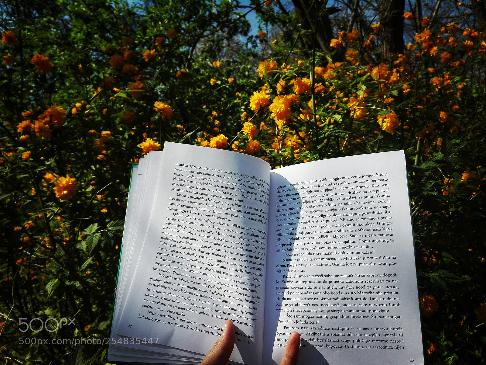 HUAWEI P8 Lite sample photo. Reading it's dreaming with photography