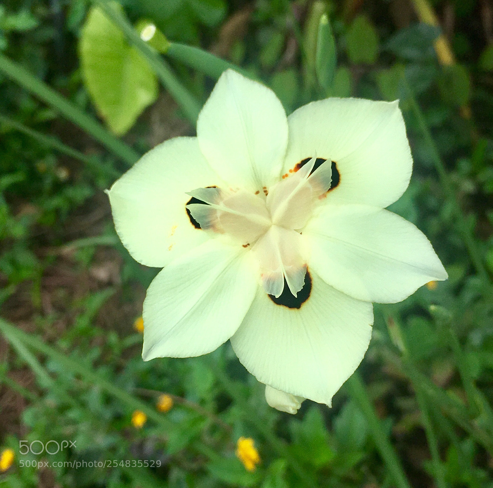 Apple iPhone 6s Plus sample photo. Hexagon flower photography