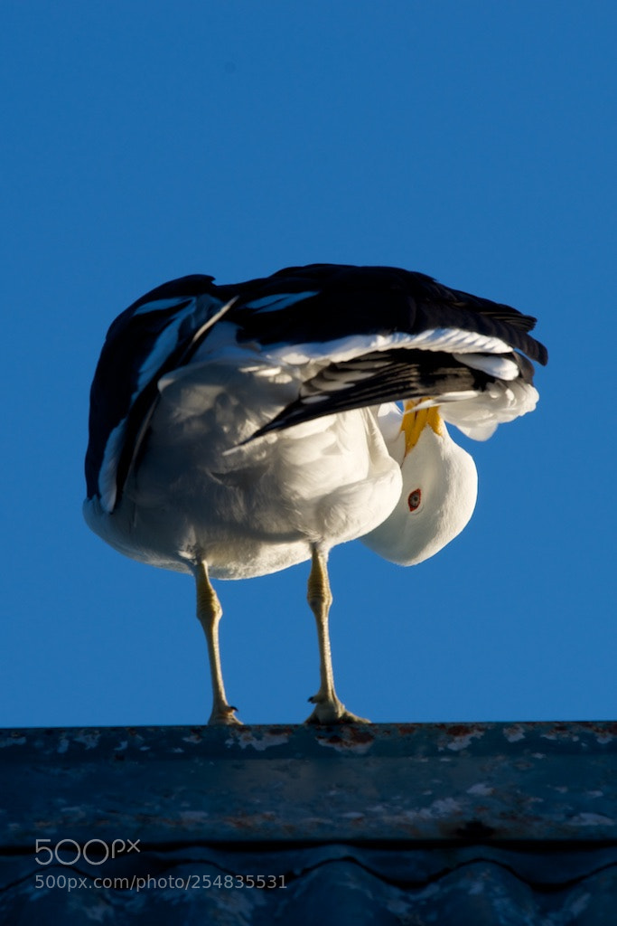 Nikon D600 sample photo. Gull preening photography