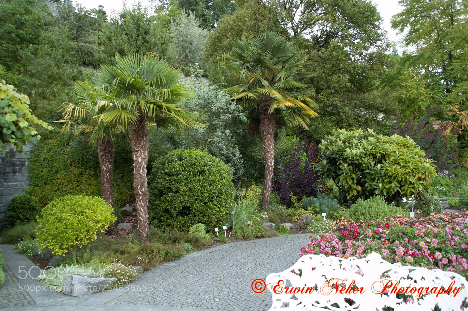 Nikon D50 sample photo. Mainau  photography