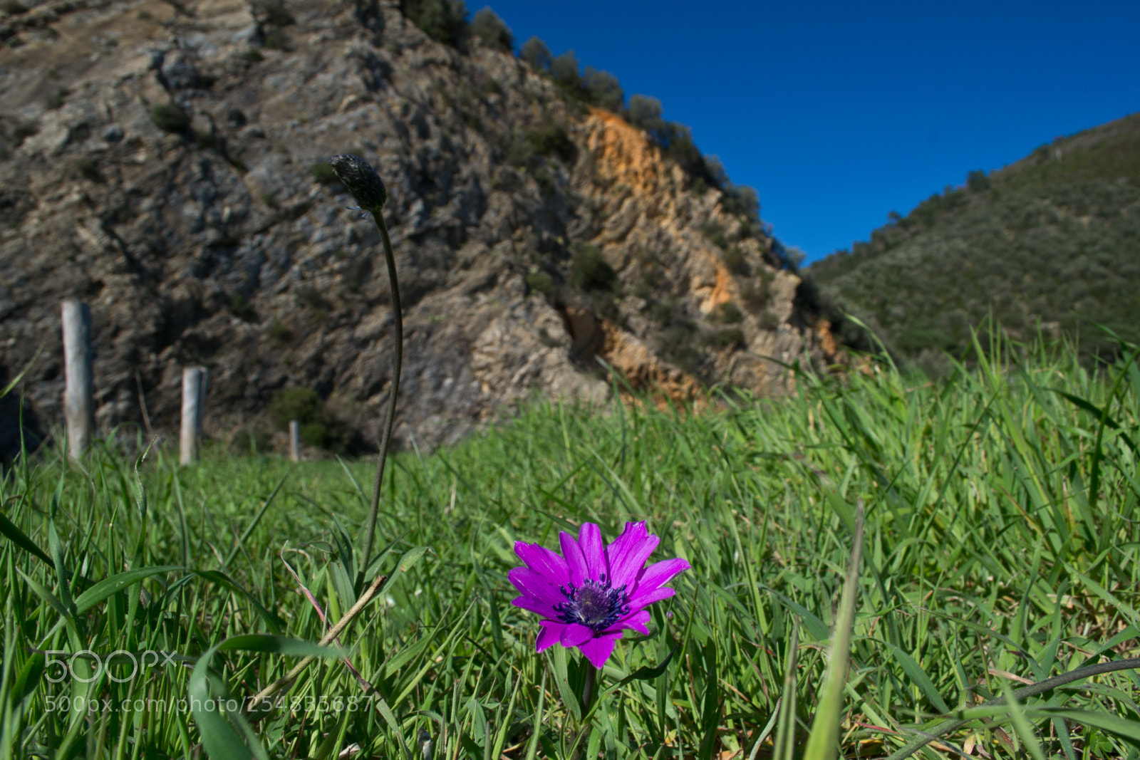 Nikon D3100 sample photo. Malva photography