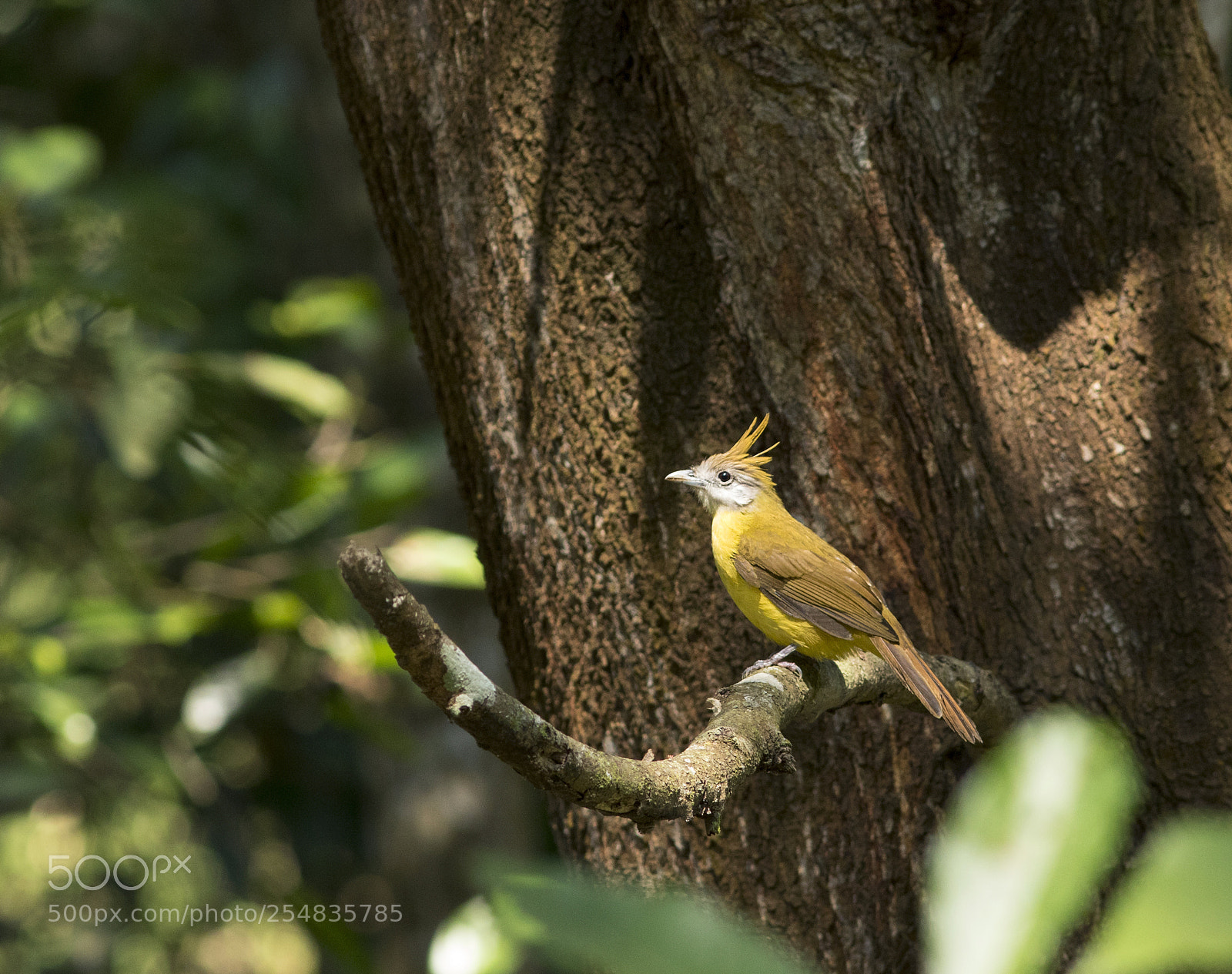 Canon EOS 7D Mark II sample photo. White-throated bulbul photography