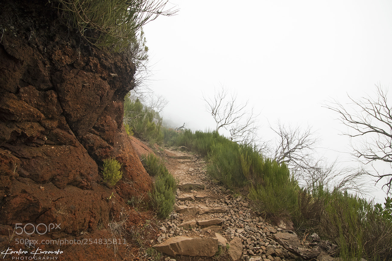 Canon EOS 70D sample photo. Foggy time photography