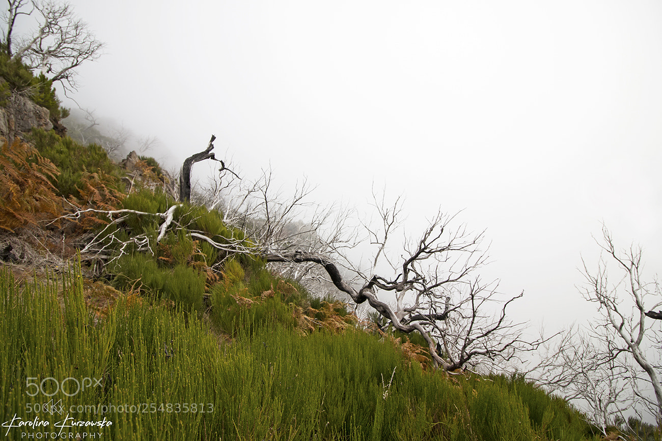 Canon EOS 70D sample photo. Foggy time photography