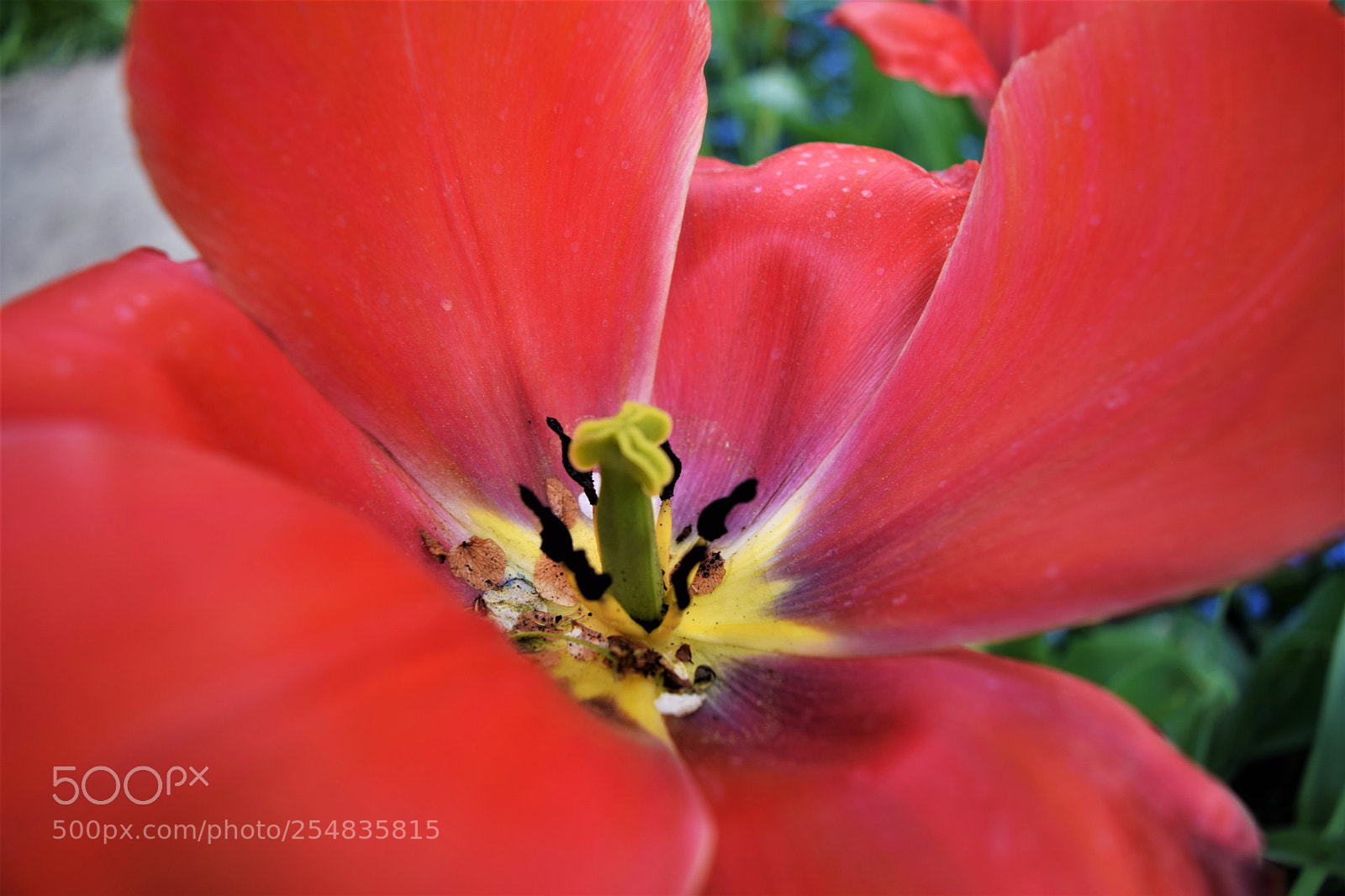 Nikon D3300 sample photo. Tulip beauty photography
