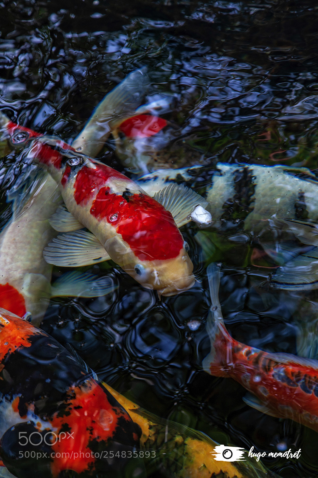 Canon EOS 5D Mark II sample photo. Koi fish in the photography