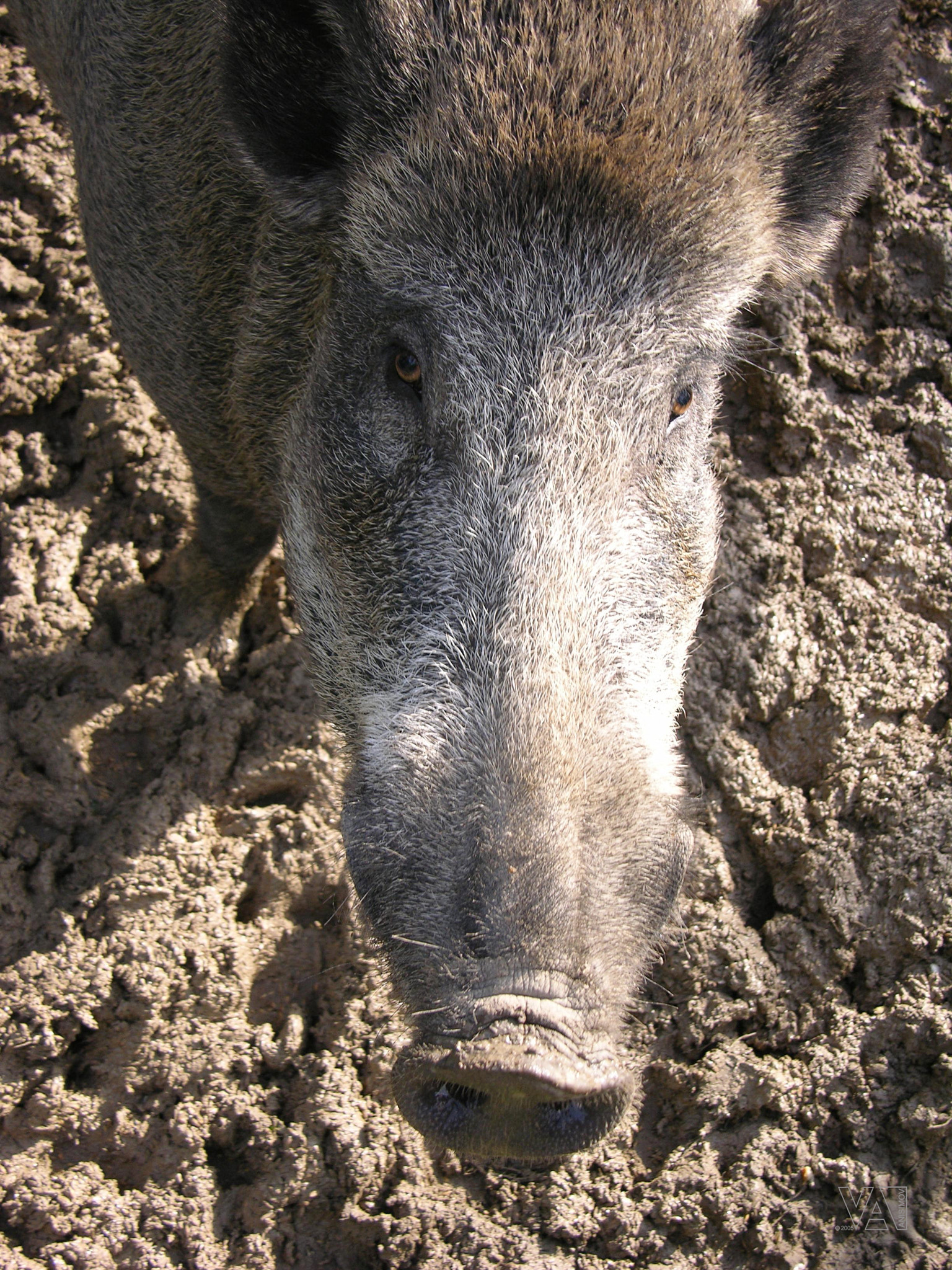 Nikon E8700 sample photo. Boar photography