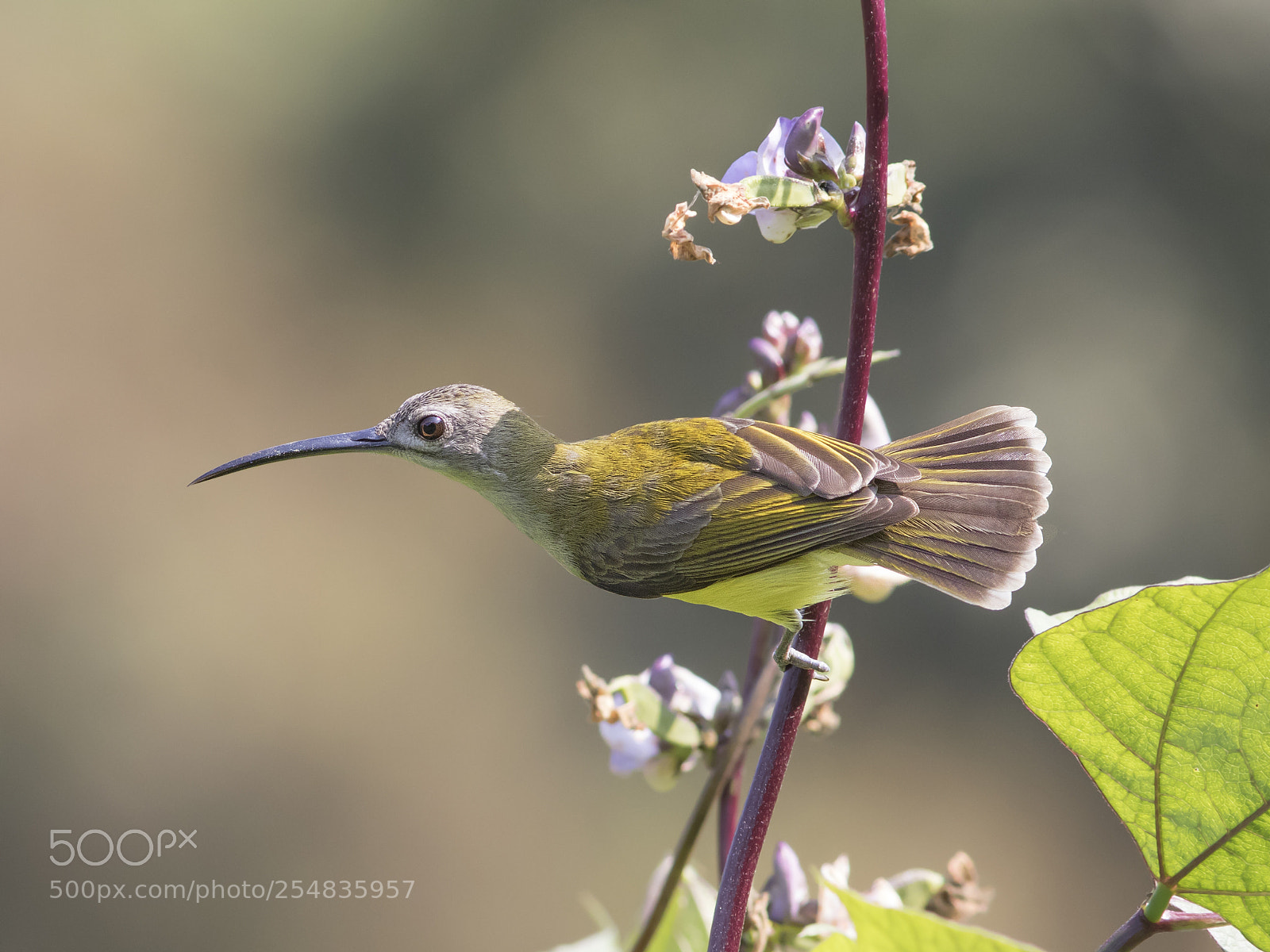 Canon EOS 7D Mark II sample photo. Little spiderhunter photography