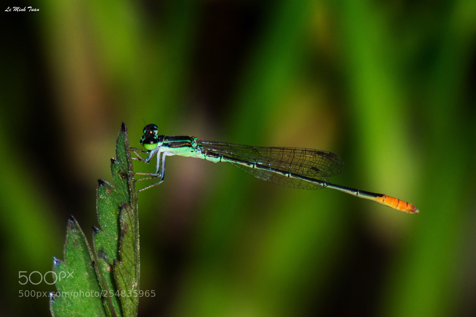 Sony Alpha NEX-7 sample photo. Damselfly photography