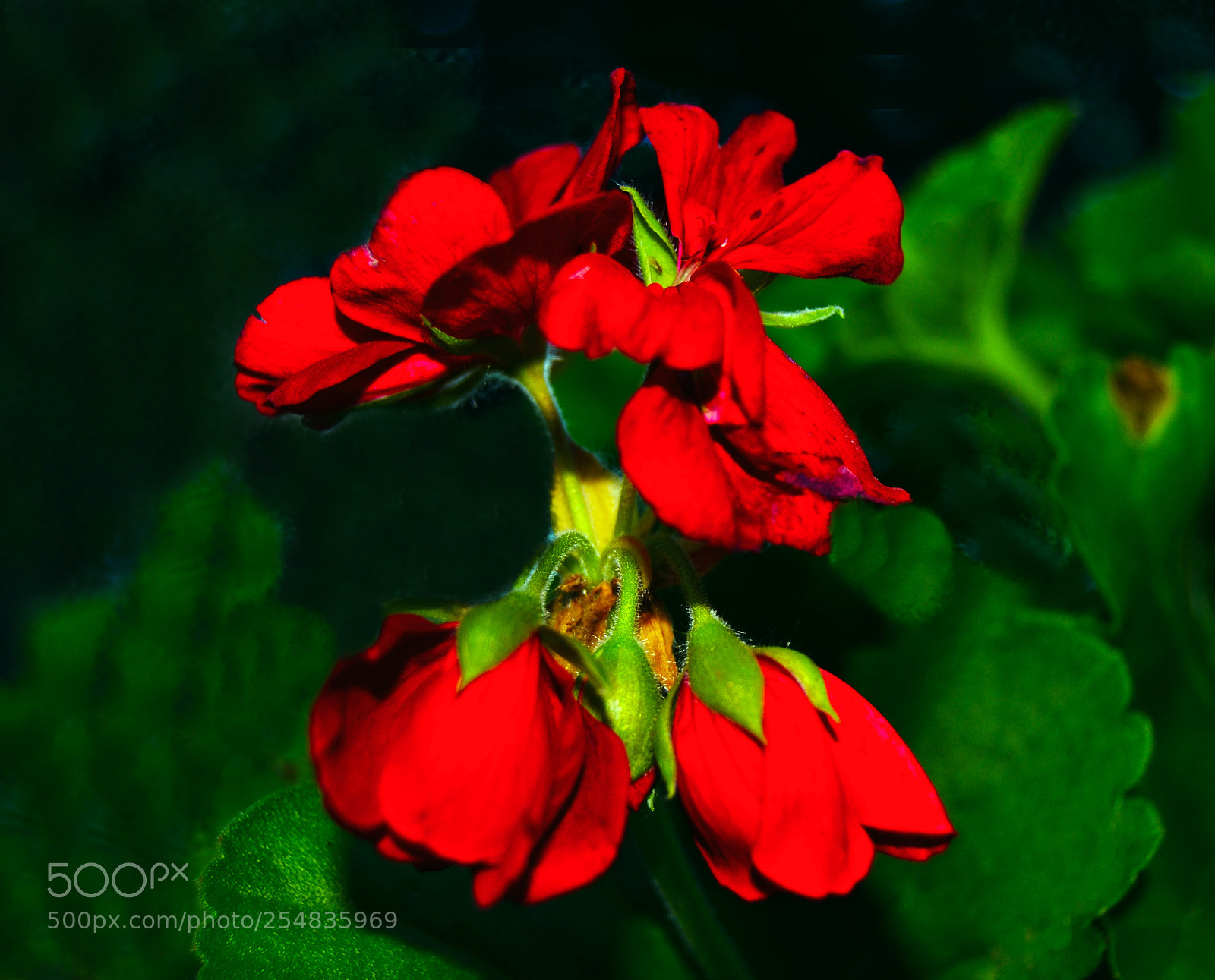 Nikon D3100 sample photo. Flores photography