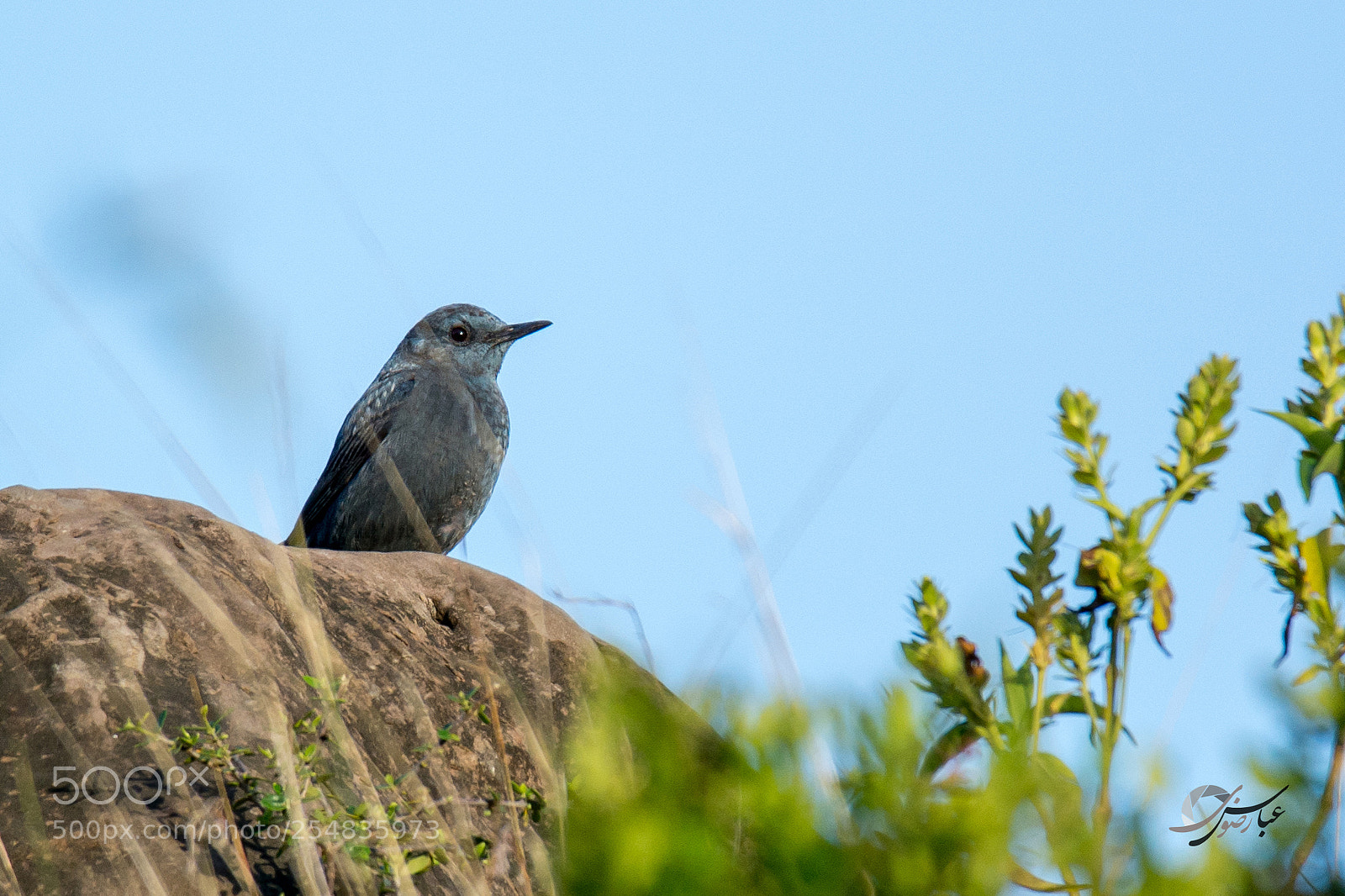 Nikon D7100 sample photo. Blue rock thrush photography