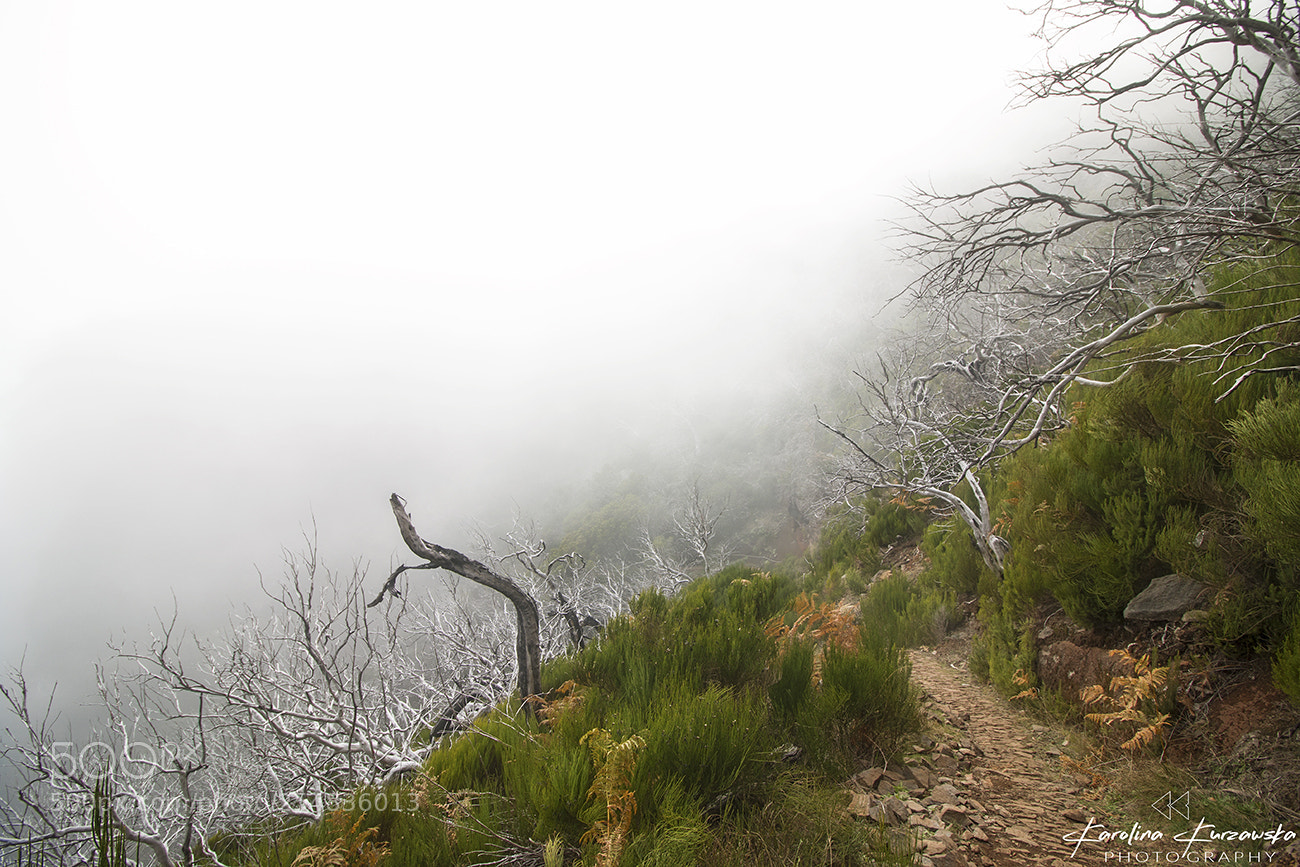 Canon EOS 70D sample photo. Foggy time photography