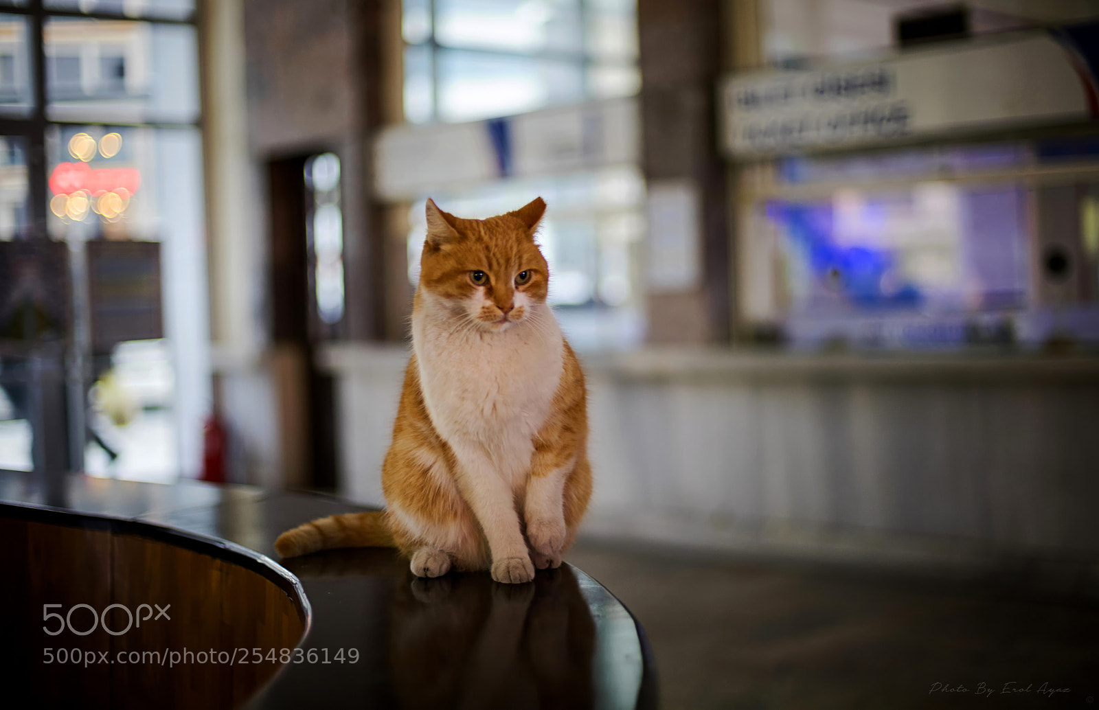 Canon EOS 6D Mark II sample photo. İstanbul cat photography