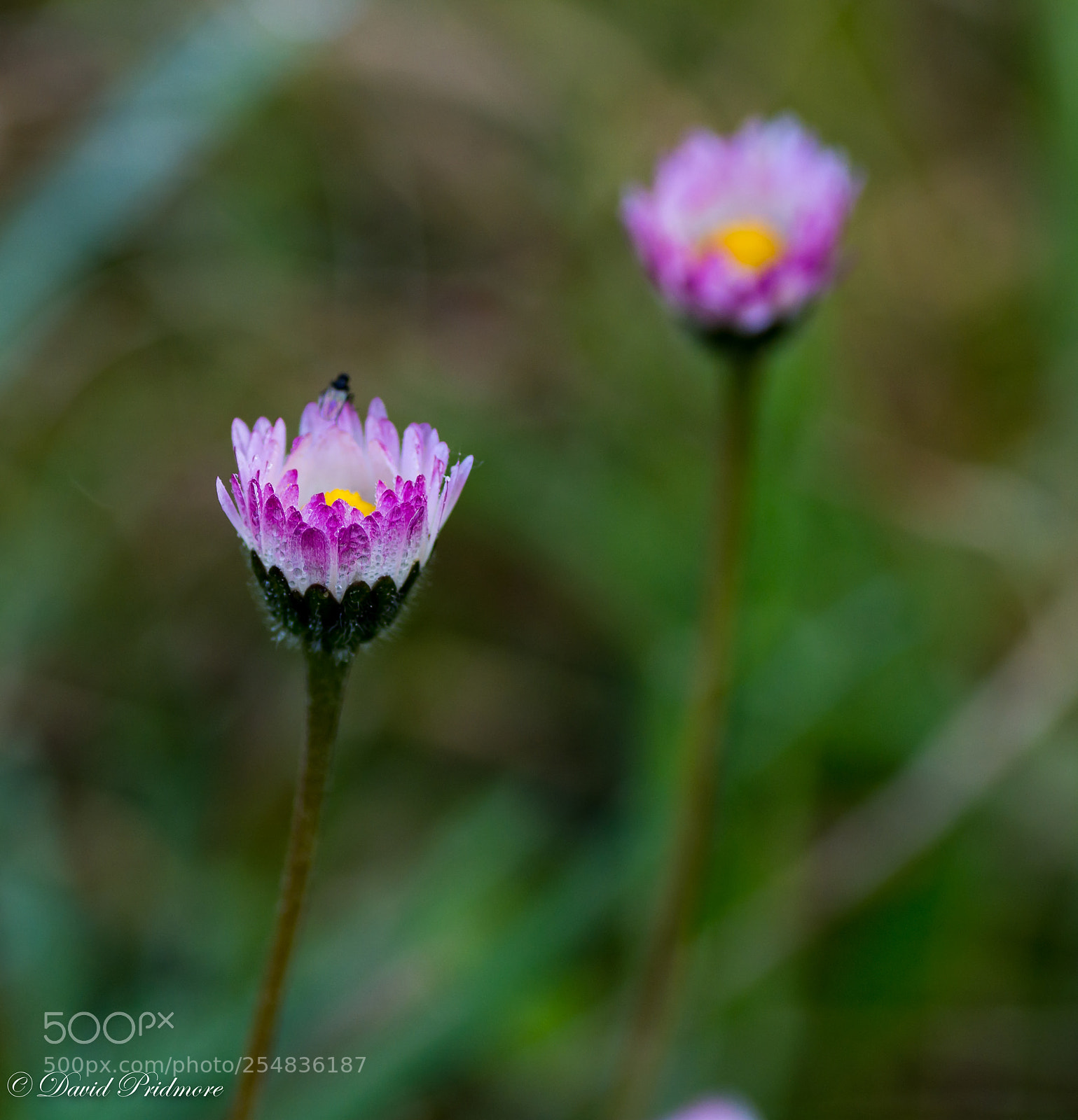 Nikon D7200 sample photo. Daisy photography