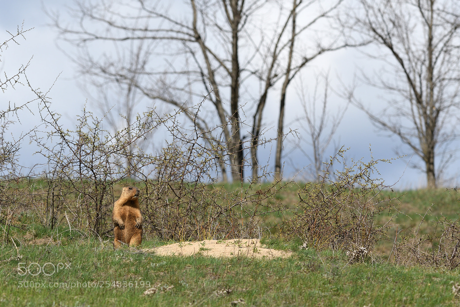 Nikon D7500 sample photo. Suspicious look photography