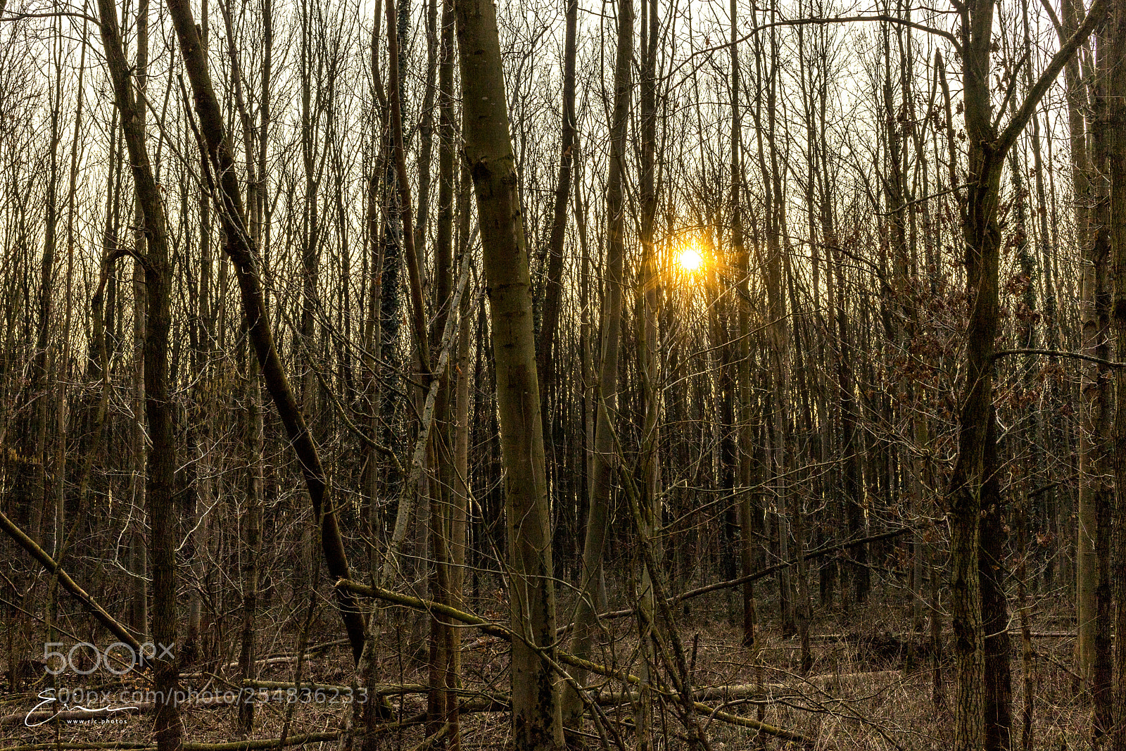 Canon EOS 6D Mark II sample photo. 2018-02-20 hambusch photography