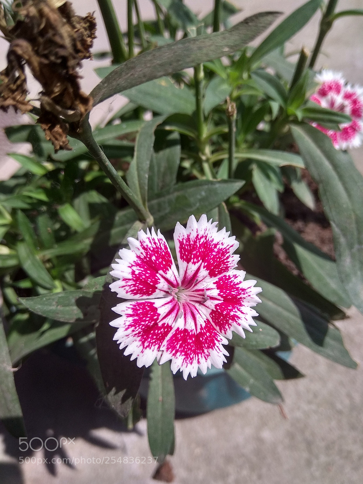 Xiaomi Redmi Note 4 sample photo. Untitled photography