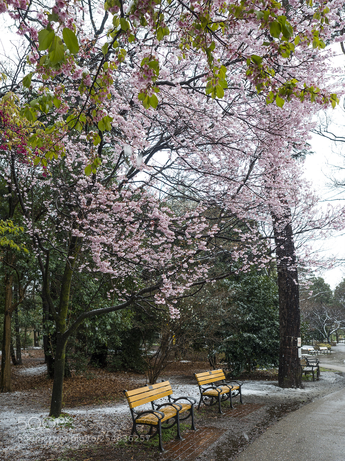 Olympus PEN-F sample photo. Park photography