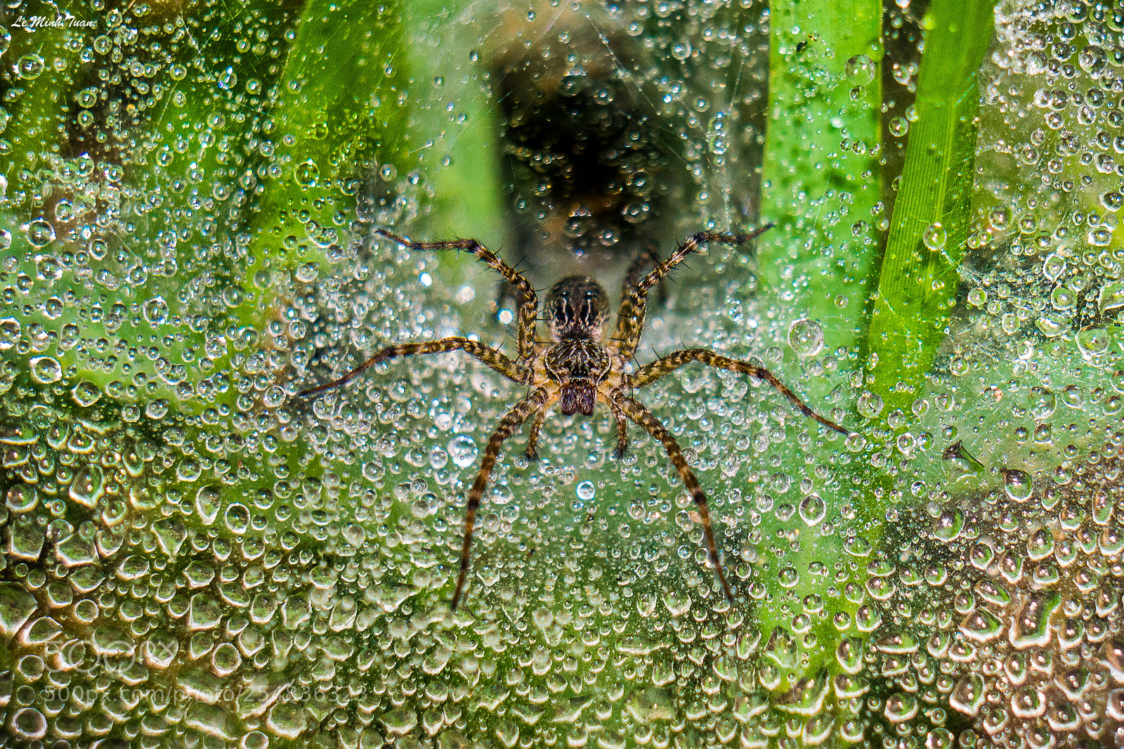 Sony Alpha NEX-7 sample photo. King spider photography