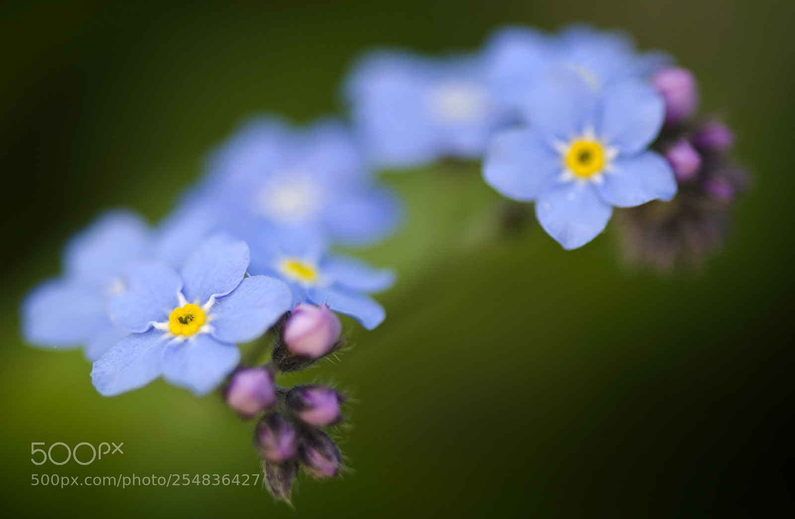 Nikon D7000 sample photo. Forget-me-not... photography