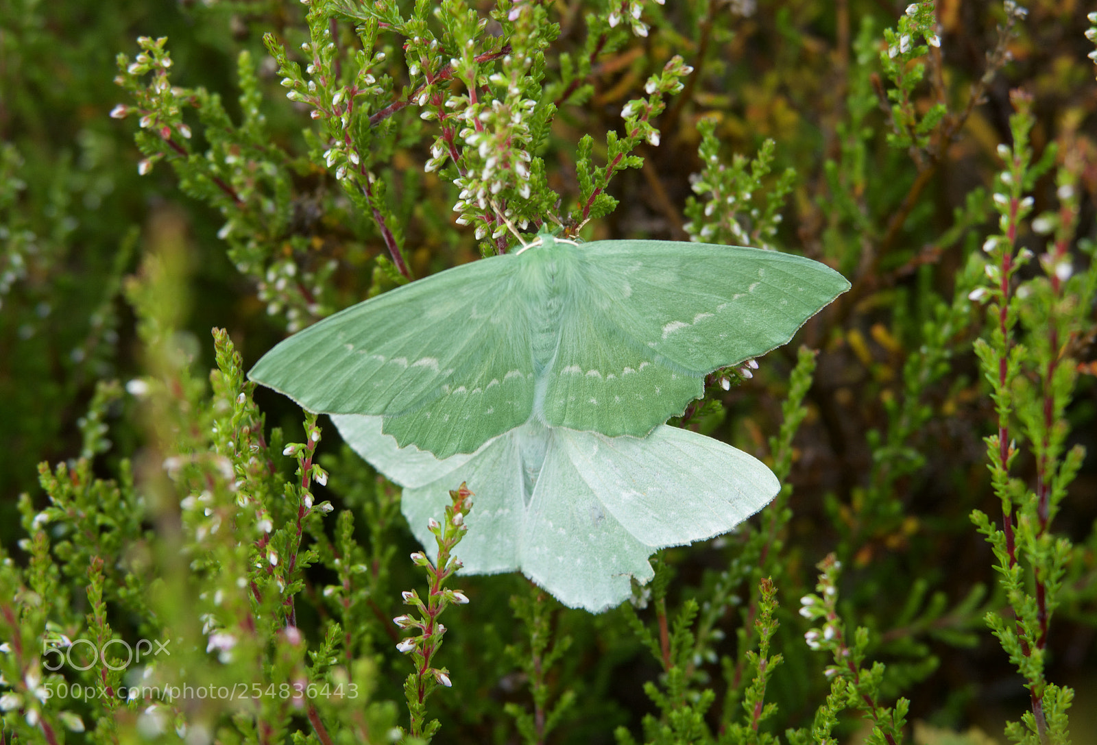 Canon PowerShot G7 X Mark II sample photo. Green moths photography