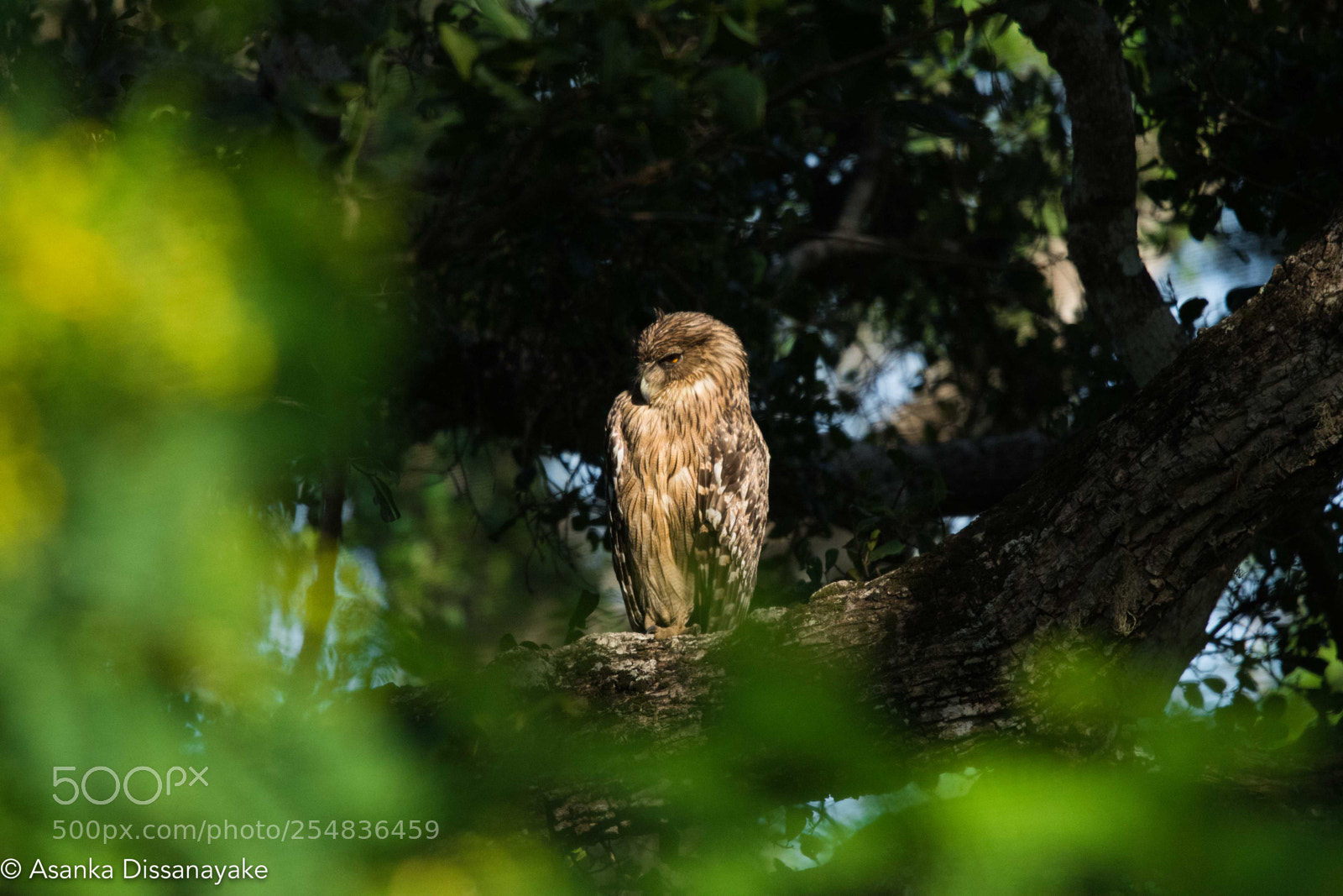 Nikon D7200 sample photo. Brown fish owl photography