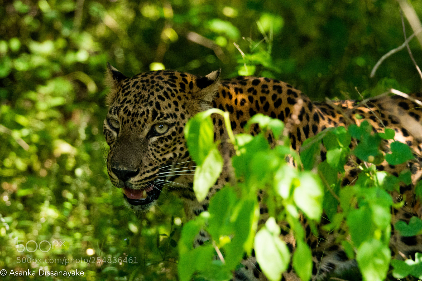 Nikon D7200 sample photo. Leopard photography