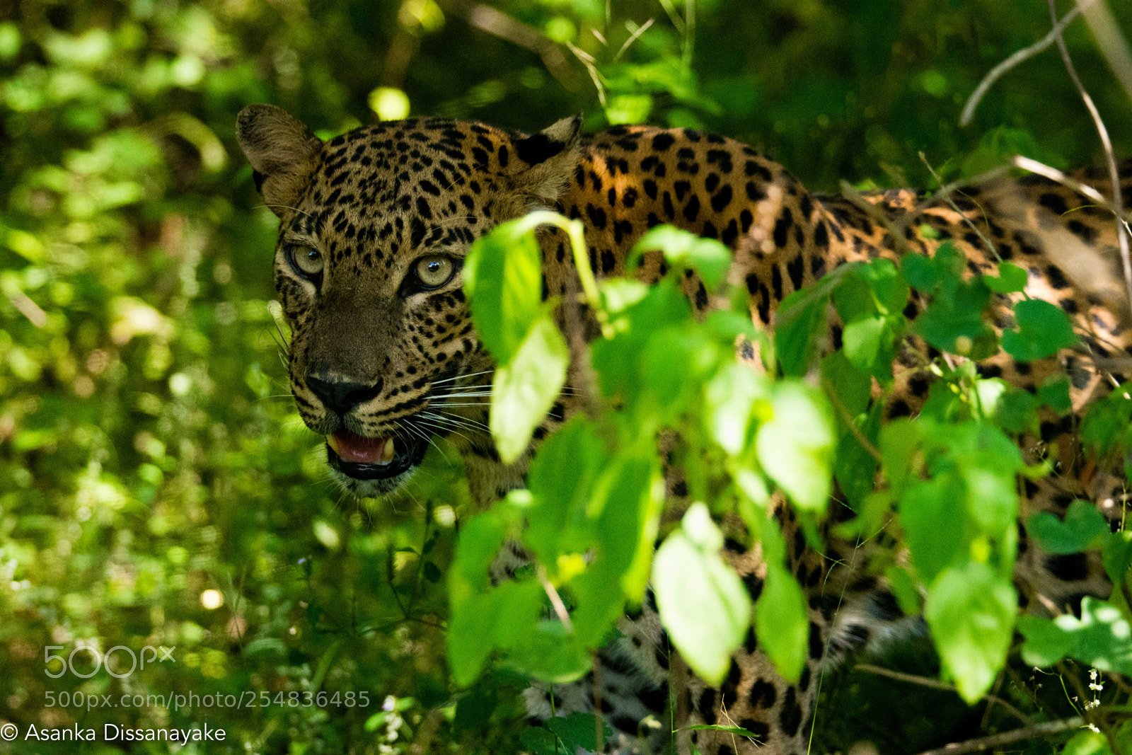 Nikon D7200 sample photo. Leopard photography