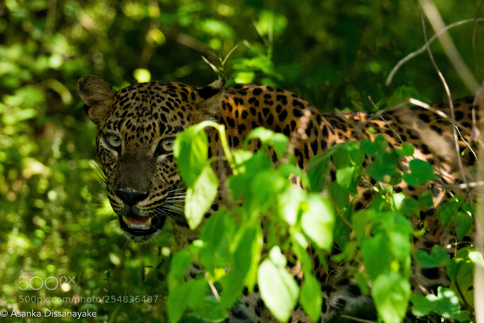 Nikon D7200 sample photo. Leopard photography