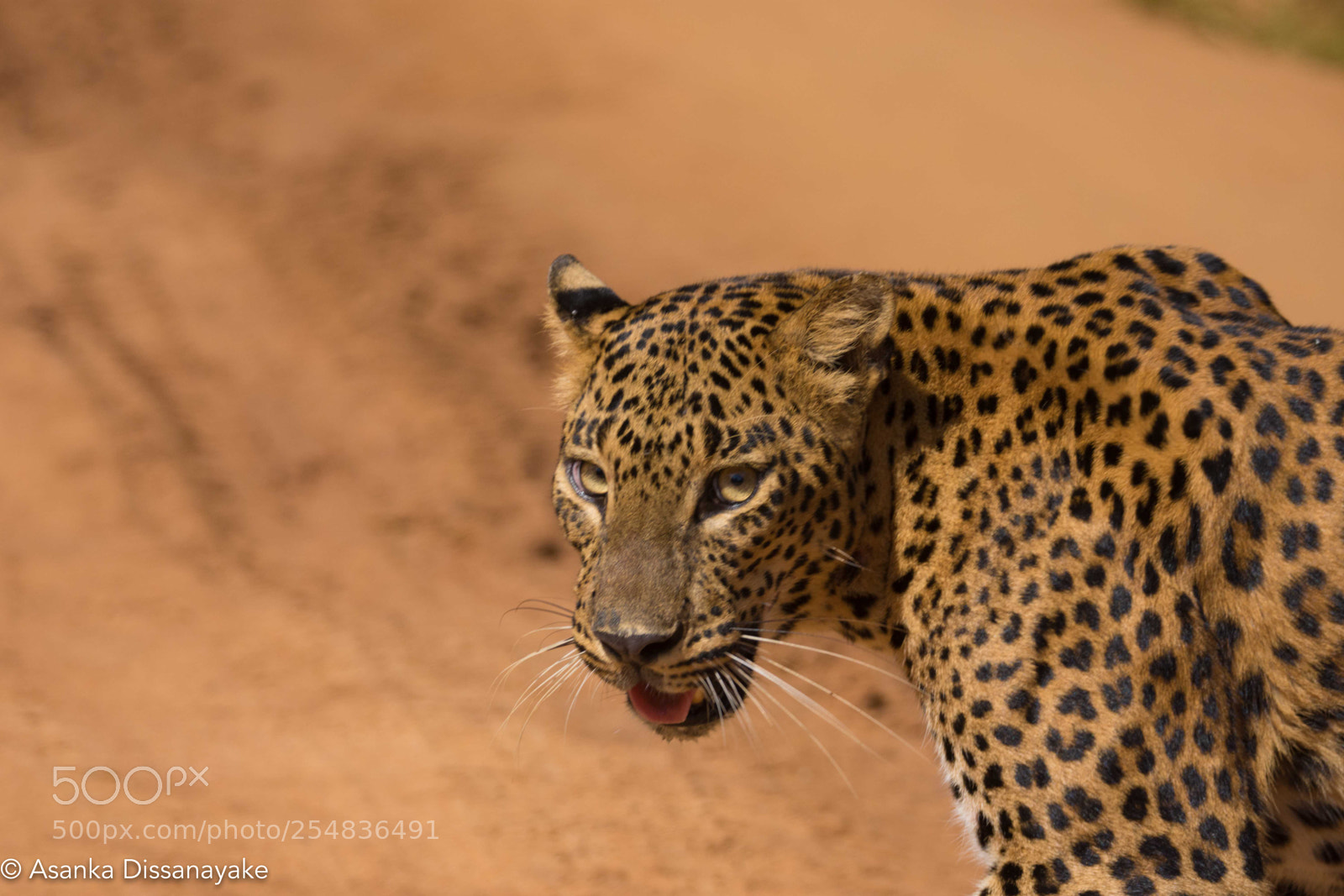 Nikon D7200 sample photo. Leopard photography