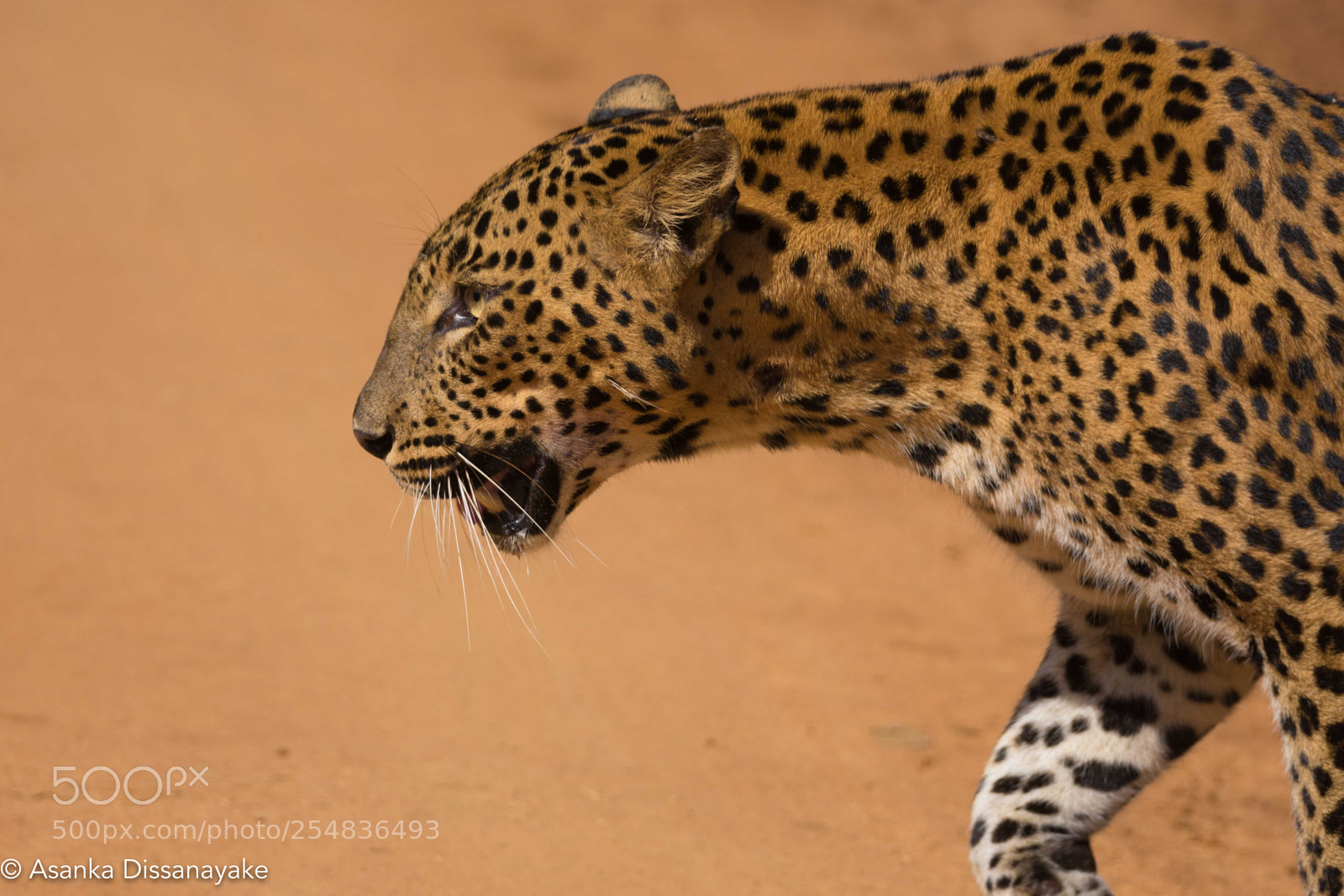 Nikon D7200 sample photo. Leopard photography