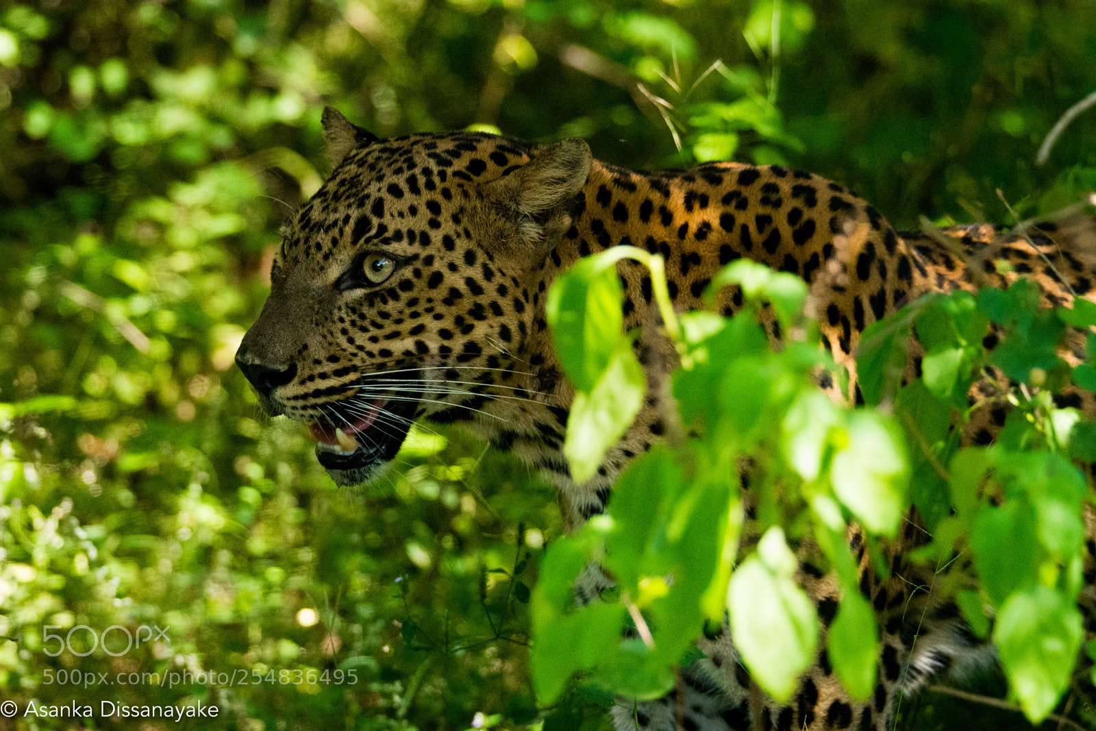 Nikon D7200 sample photo. Leopard photography