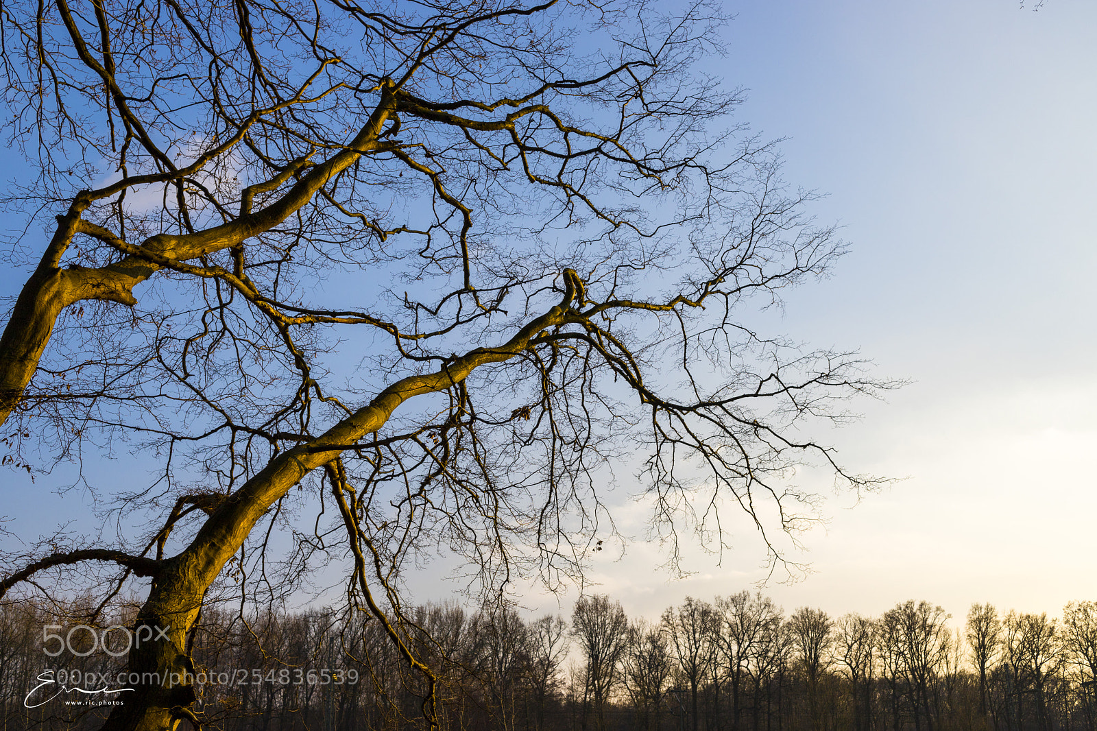Canon EOS 6D Mark II sample photo. 2018-02-20 hambusch photography