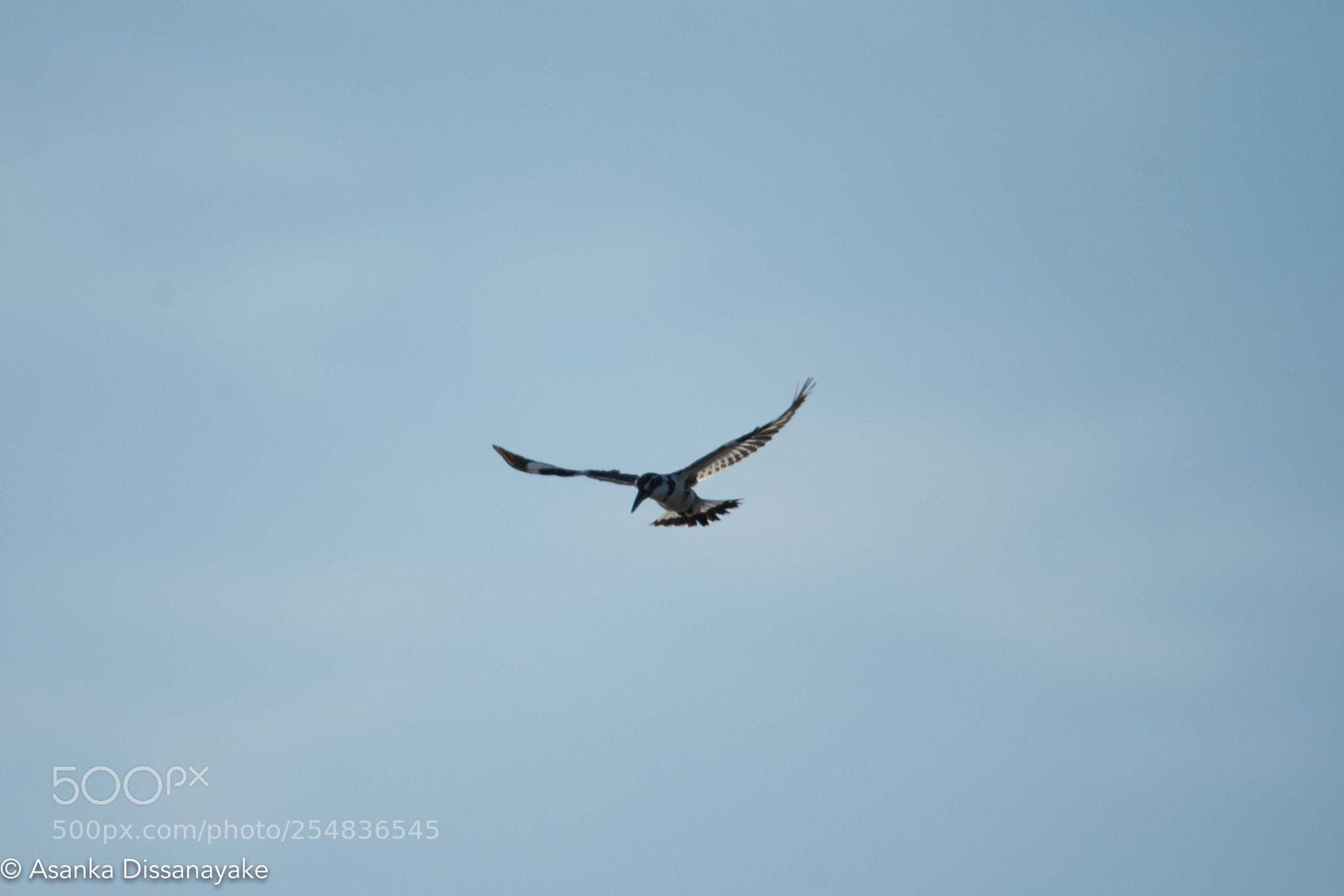 Nikon D7200 sample photo. Yala edited photography