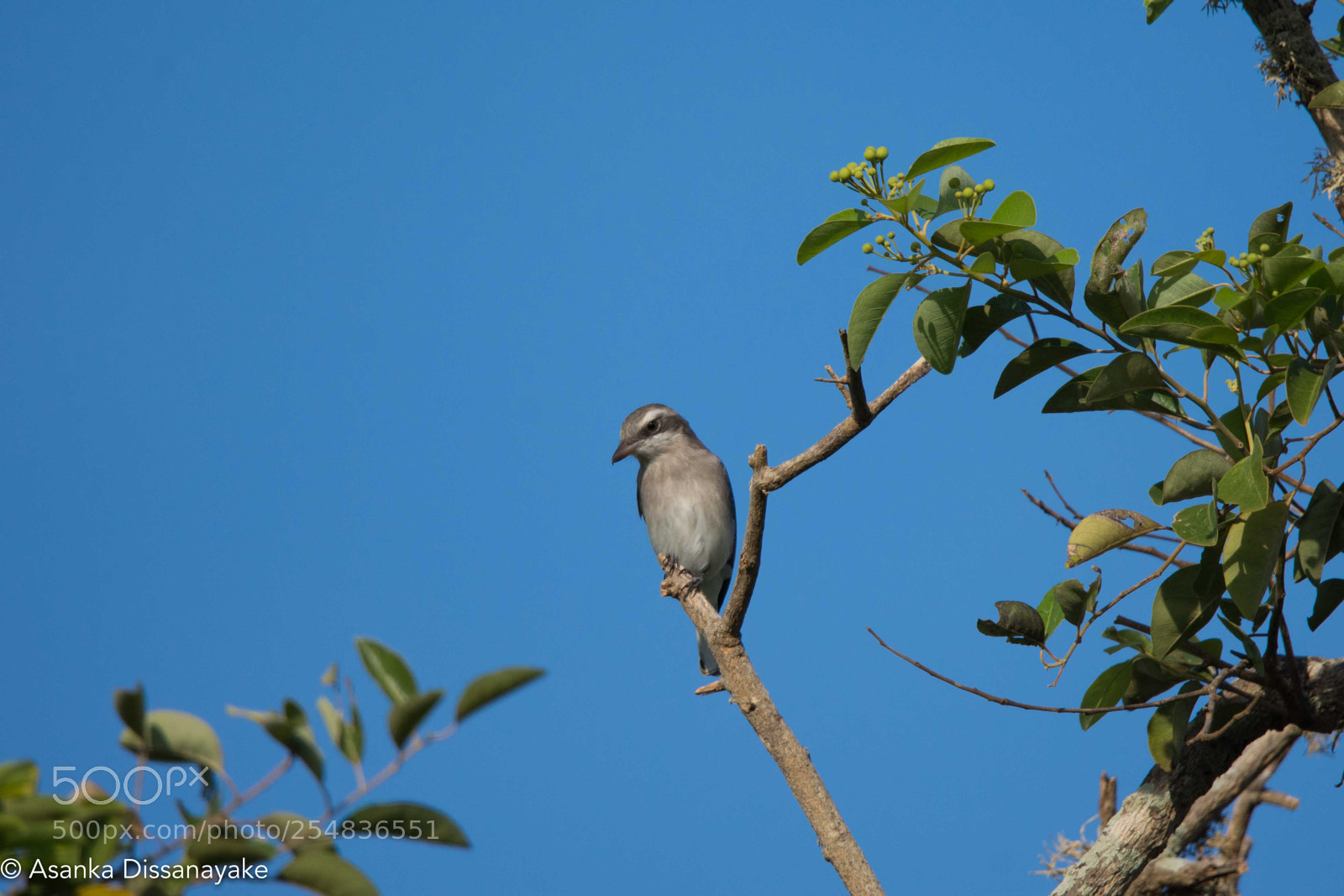 Nikon D7200 sample photo. Yala edited photography