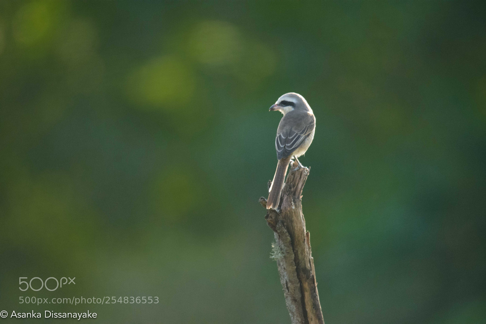 Nikon D7200 sample photo. Yala edited photography