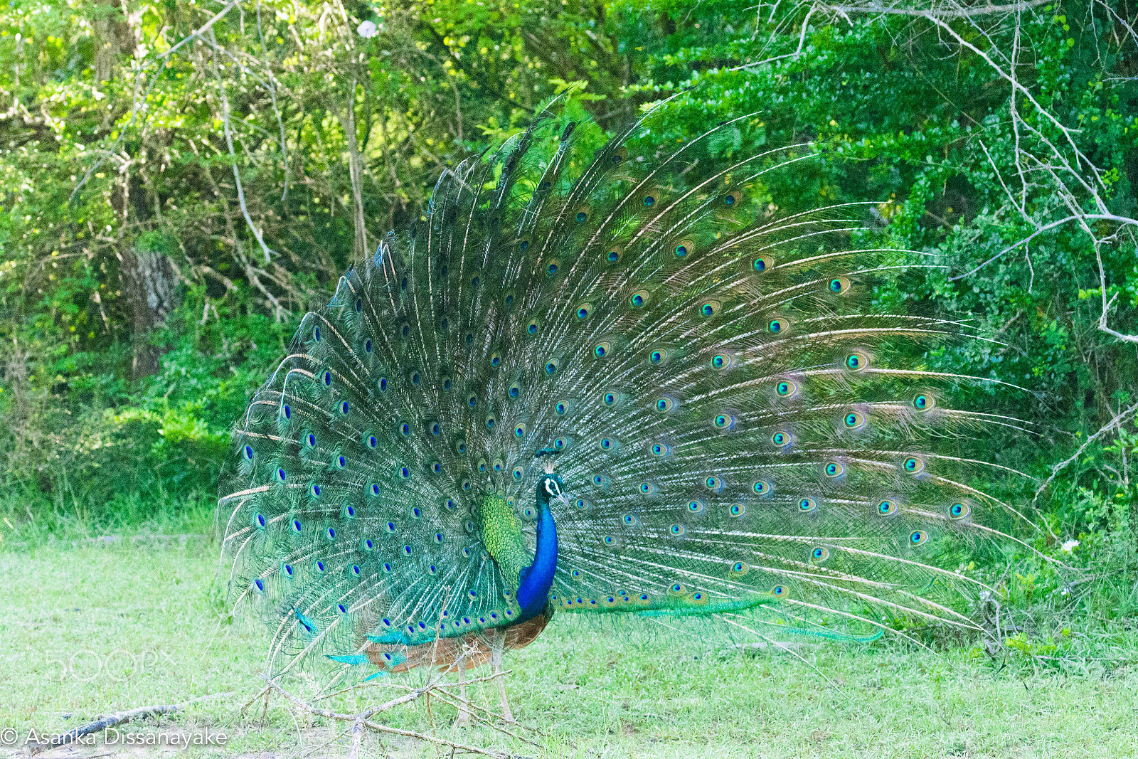 Nikon D7200 sample photo. Yala edited photography