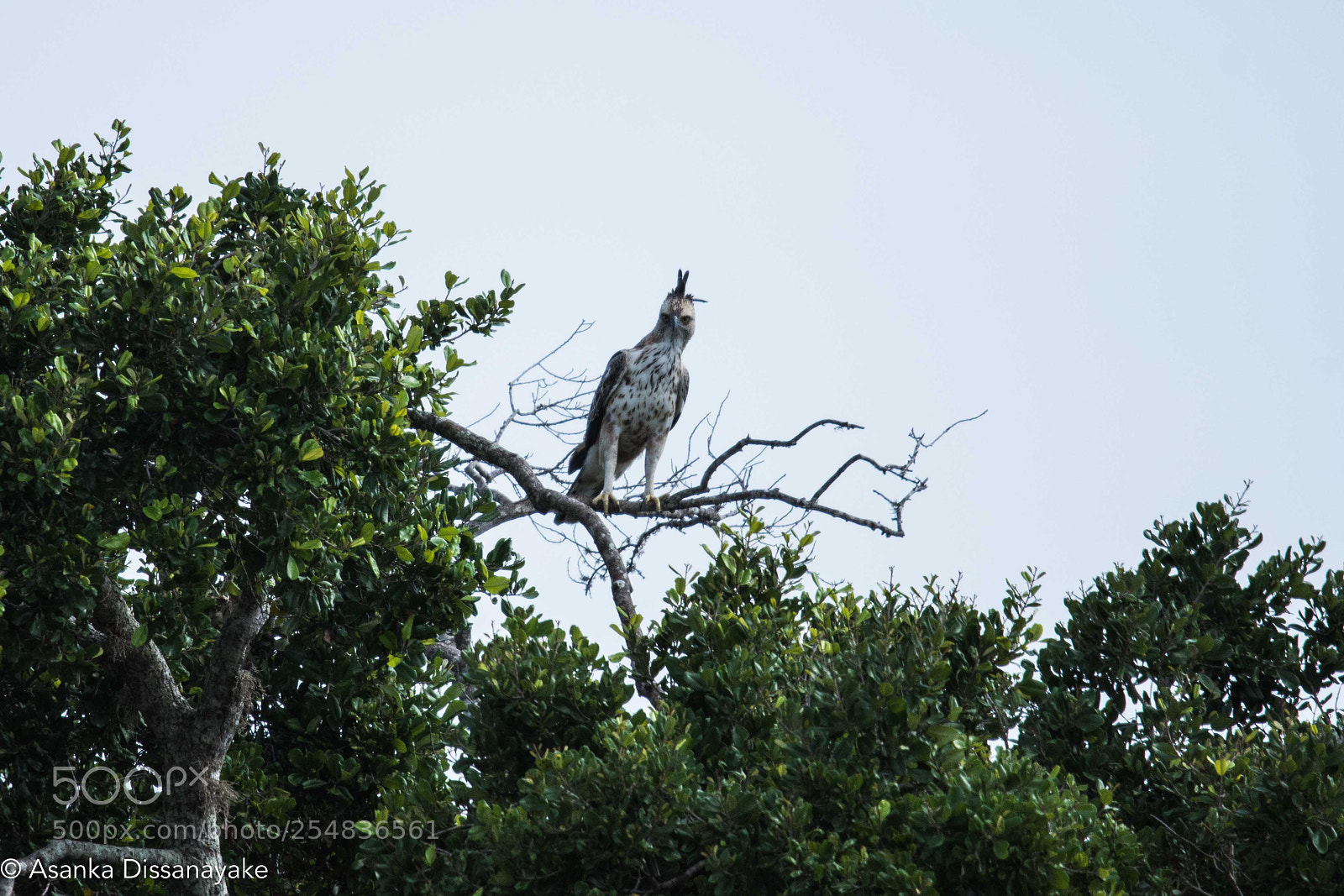 Nikon D7200 sample photo. Yala edited photography