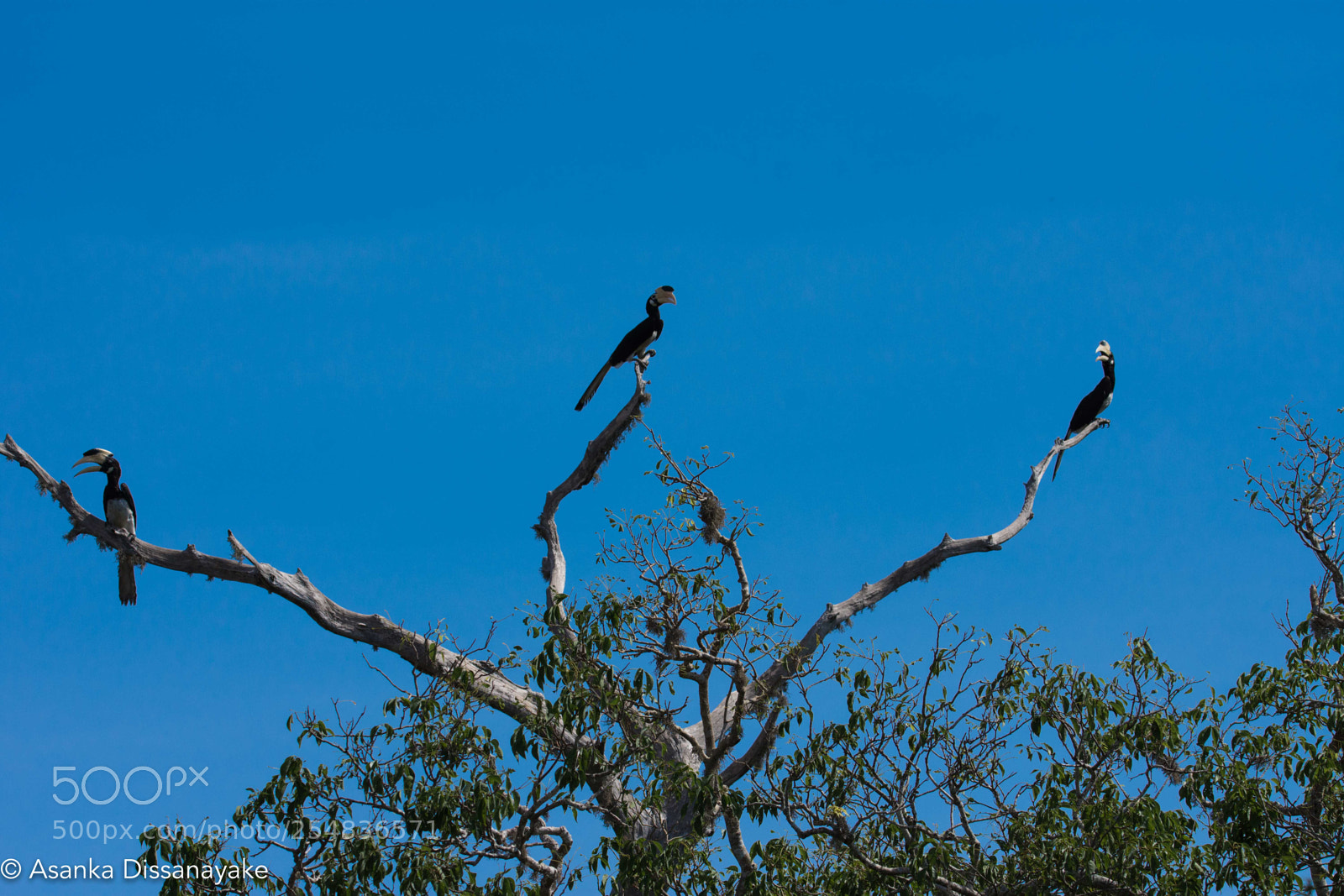 Nikon D7200 sample photo. Yala edited photography