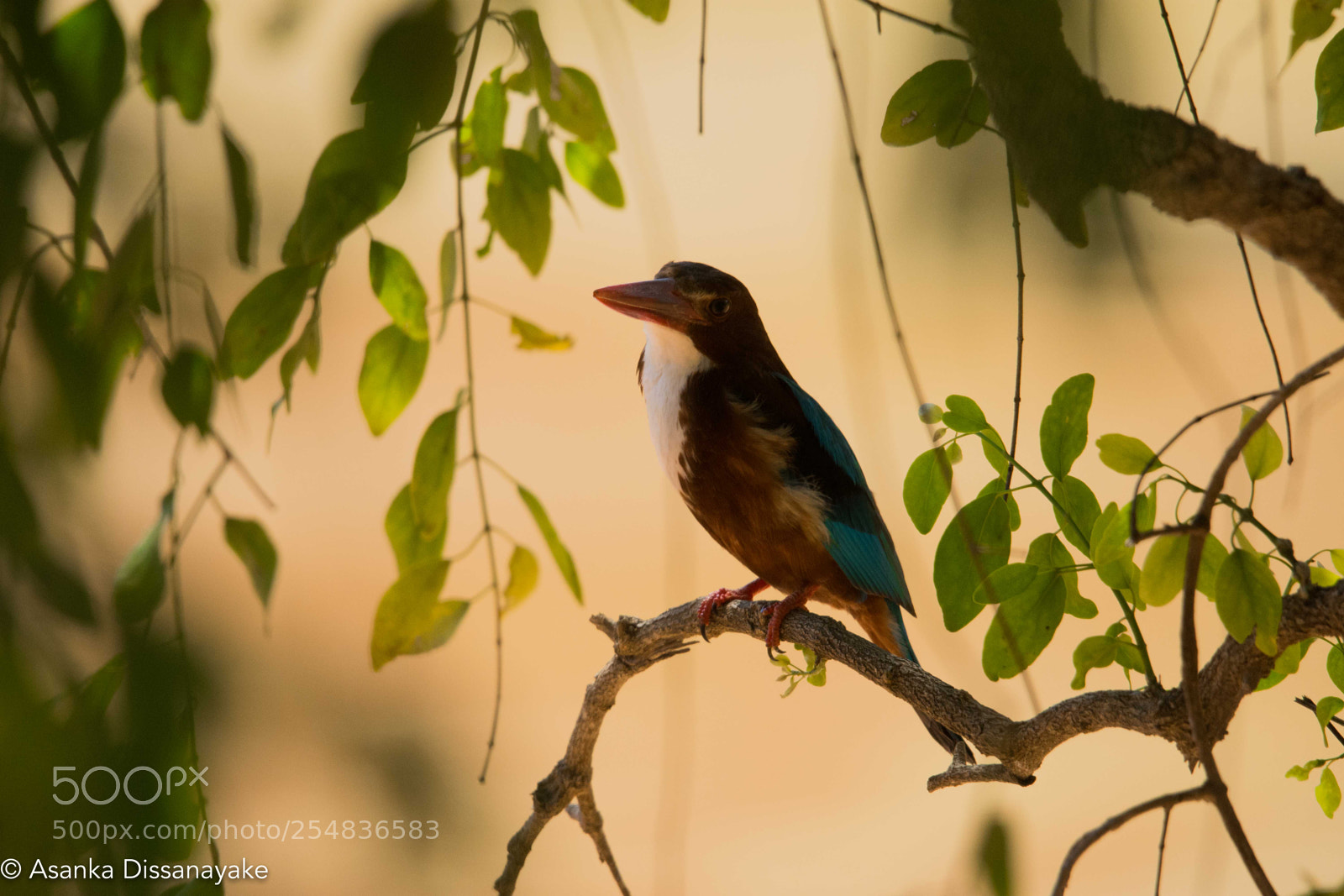 Nikon D7200 sample photo. Yala edited photography