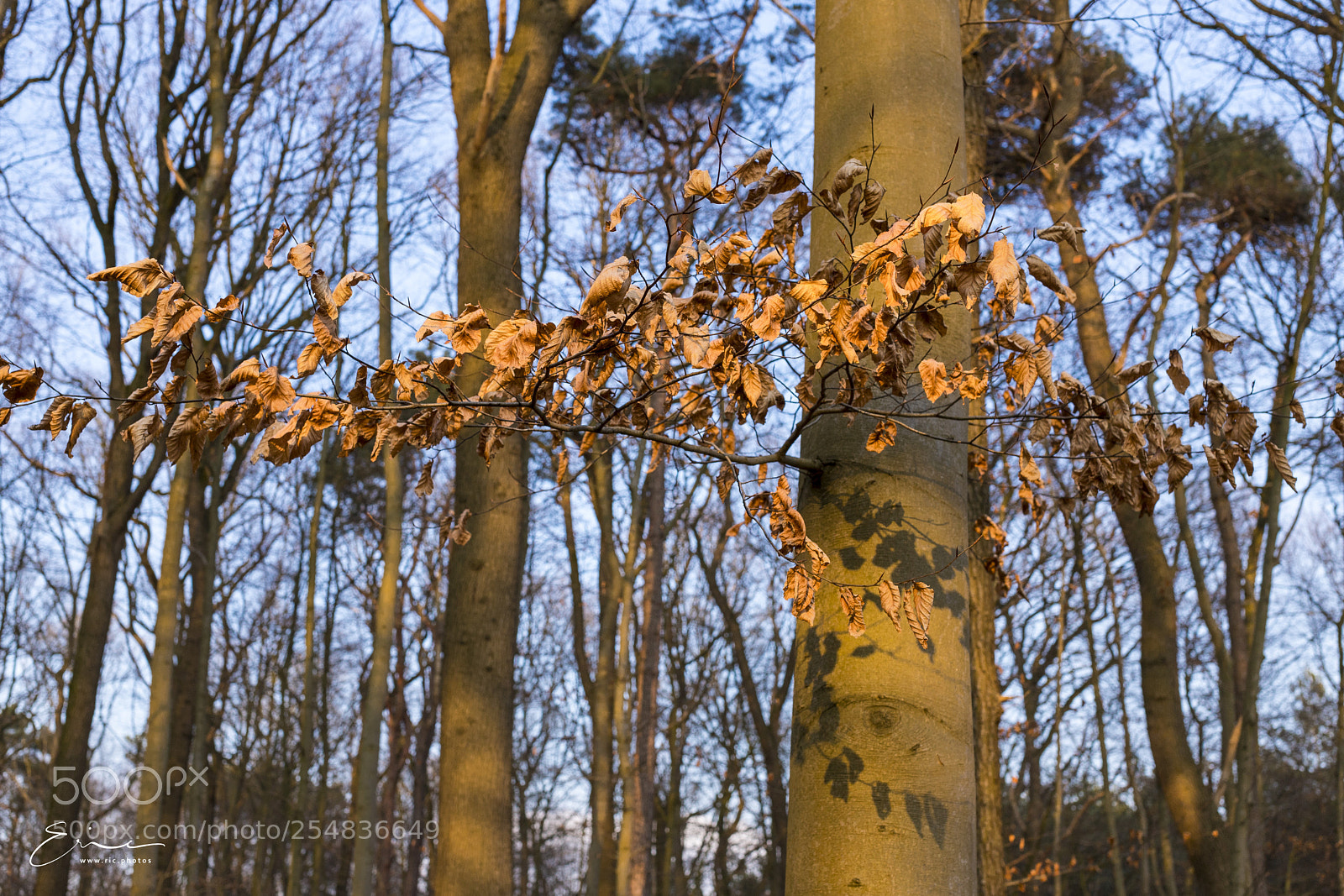 Canon EOS 6D Mark II sample photo. 2018-02-20 hambusch photography