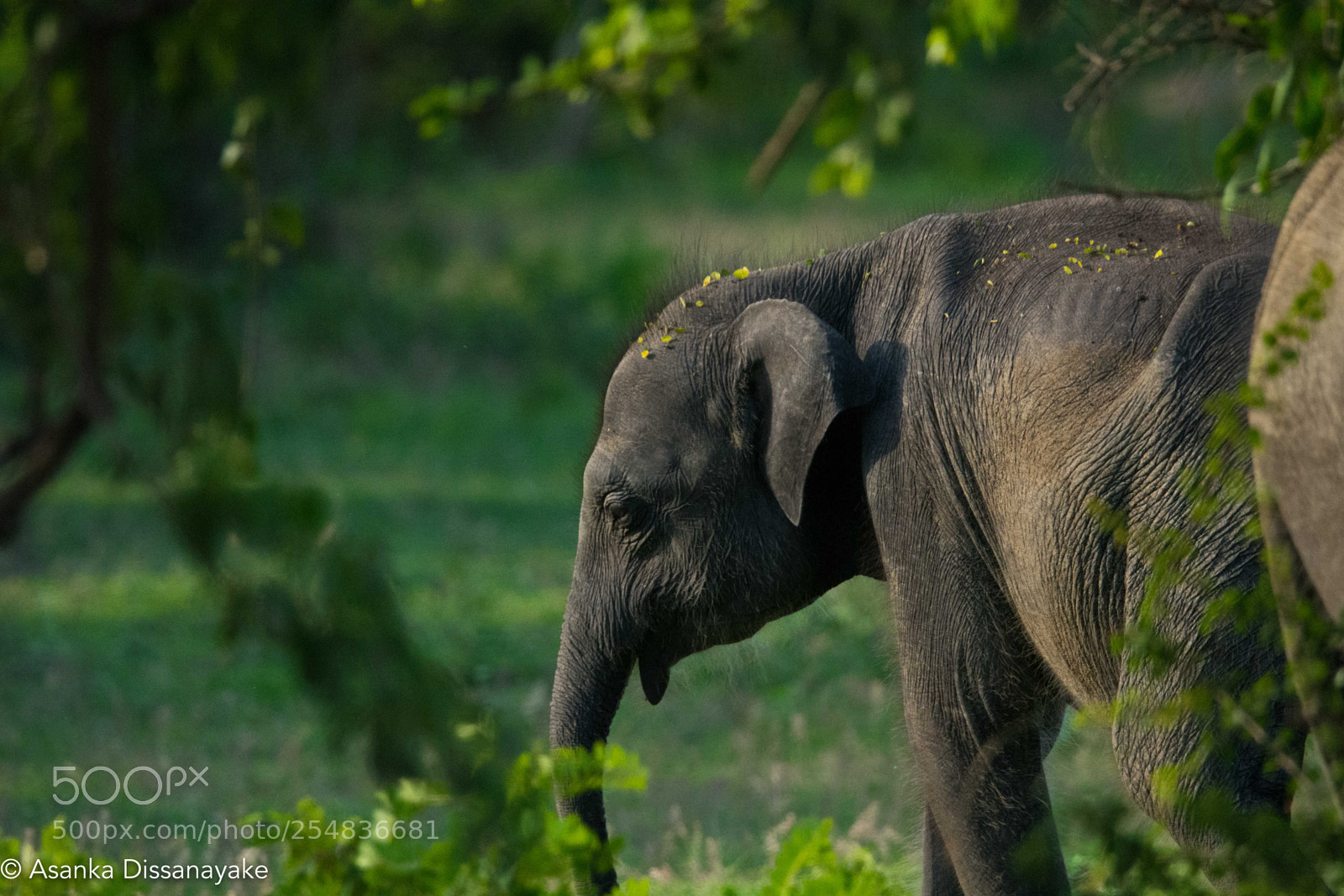 Nikon D7200 sample photo. Yala edited photography
