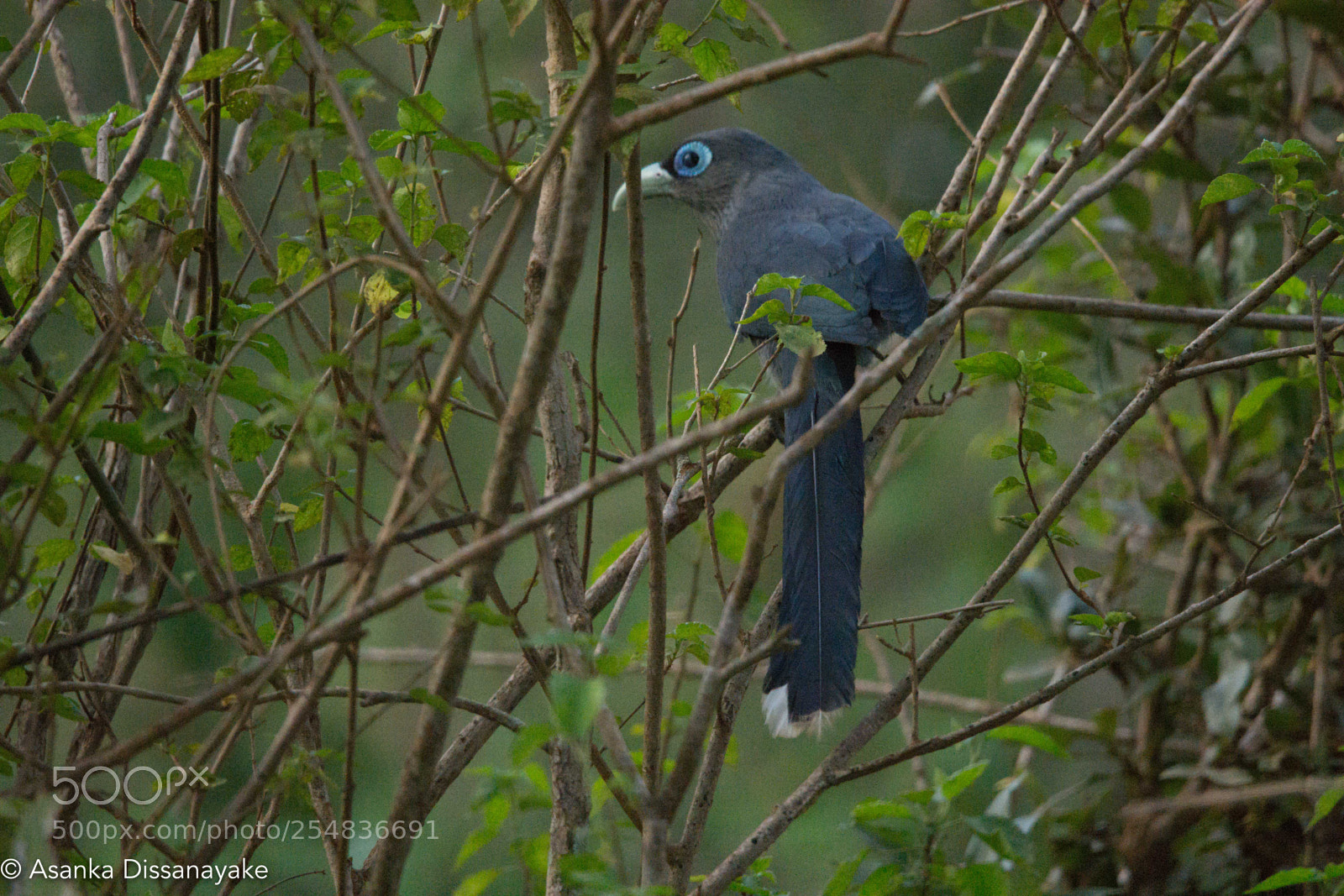 Nikon D7200 sample photo. Blue face malkoha photography