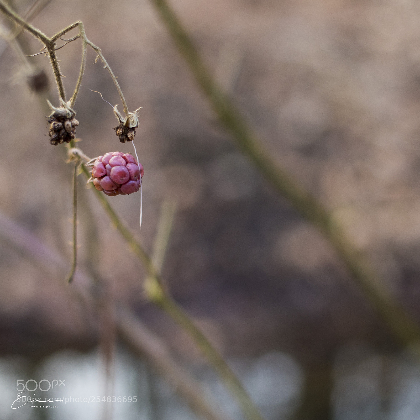 Canon EOS 6D Mark II sample photo. 2018-02-20 hambusch photography