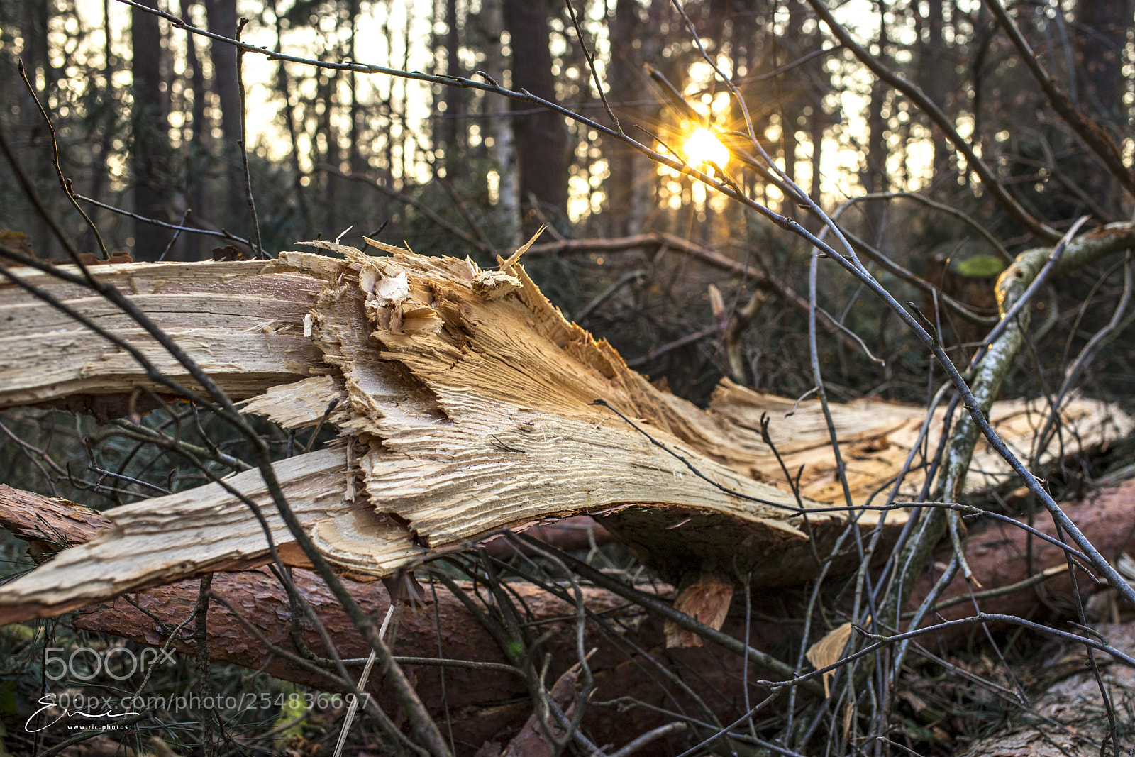 Canon EOS 6D Mark II sample photo. 2018-02-20 hambusch photography