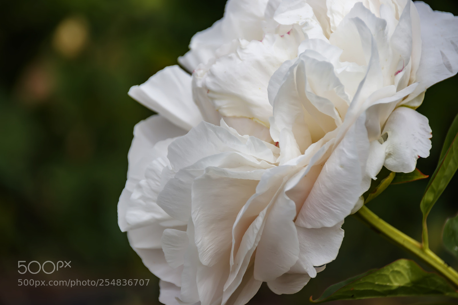 Canon EOS 80D sample photo. Head of a pale photography