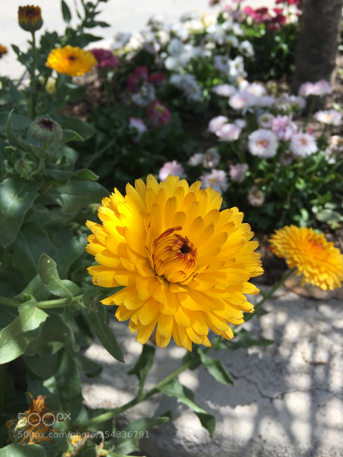 Apple iPhone 6s sample photo. Flower photography