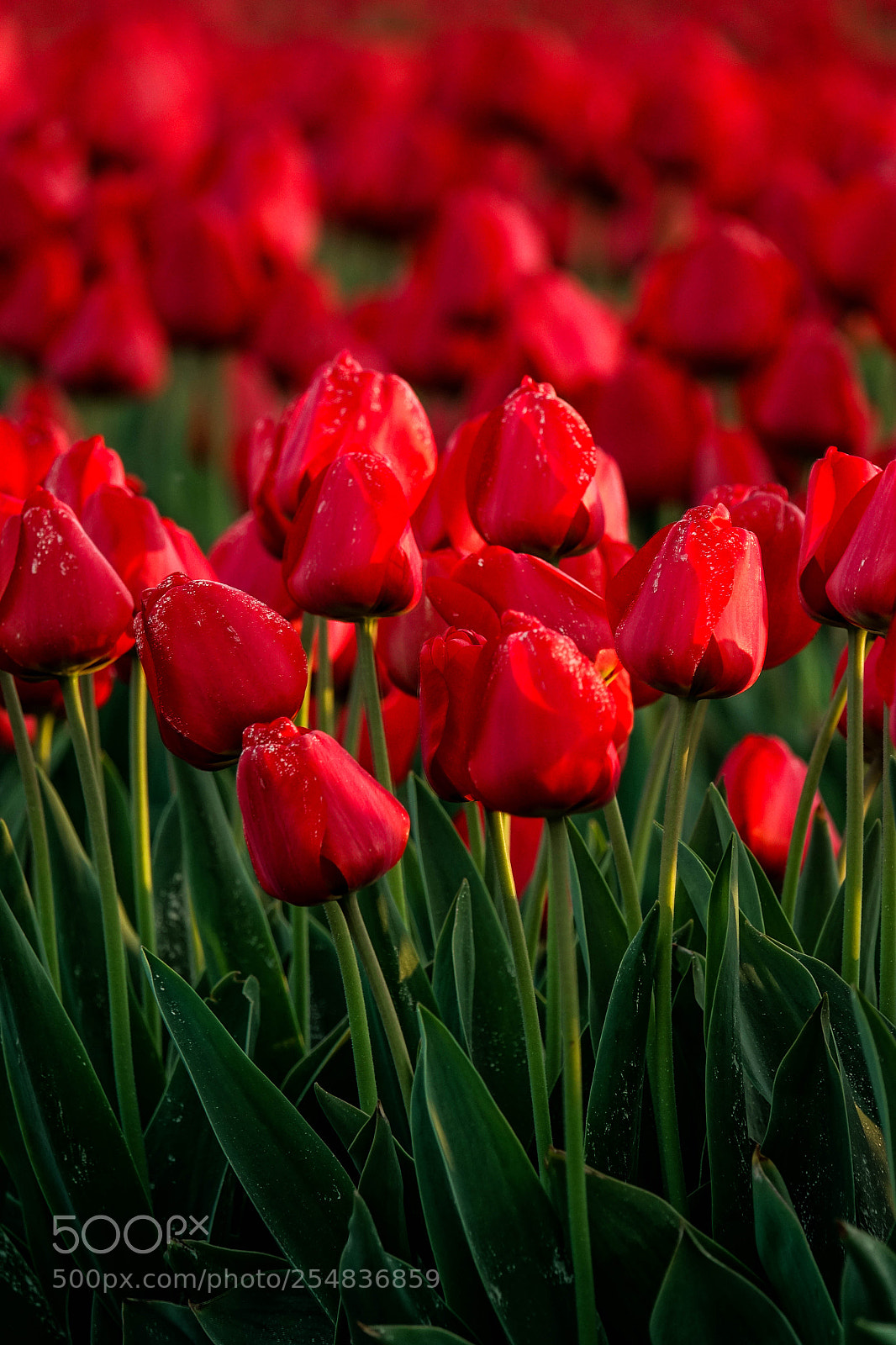 Sony Cyber-shot DSC-RX10 III sample photo. Tulips in boz photography
